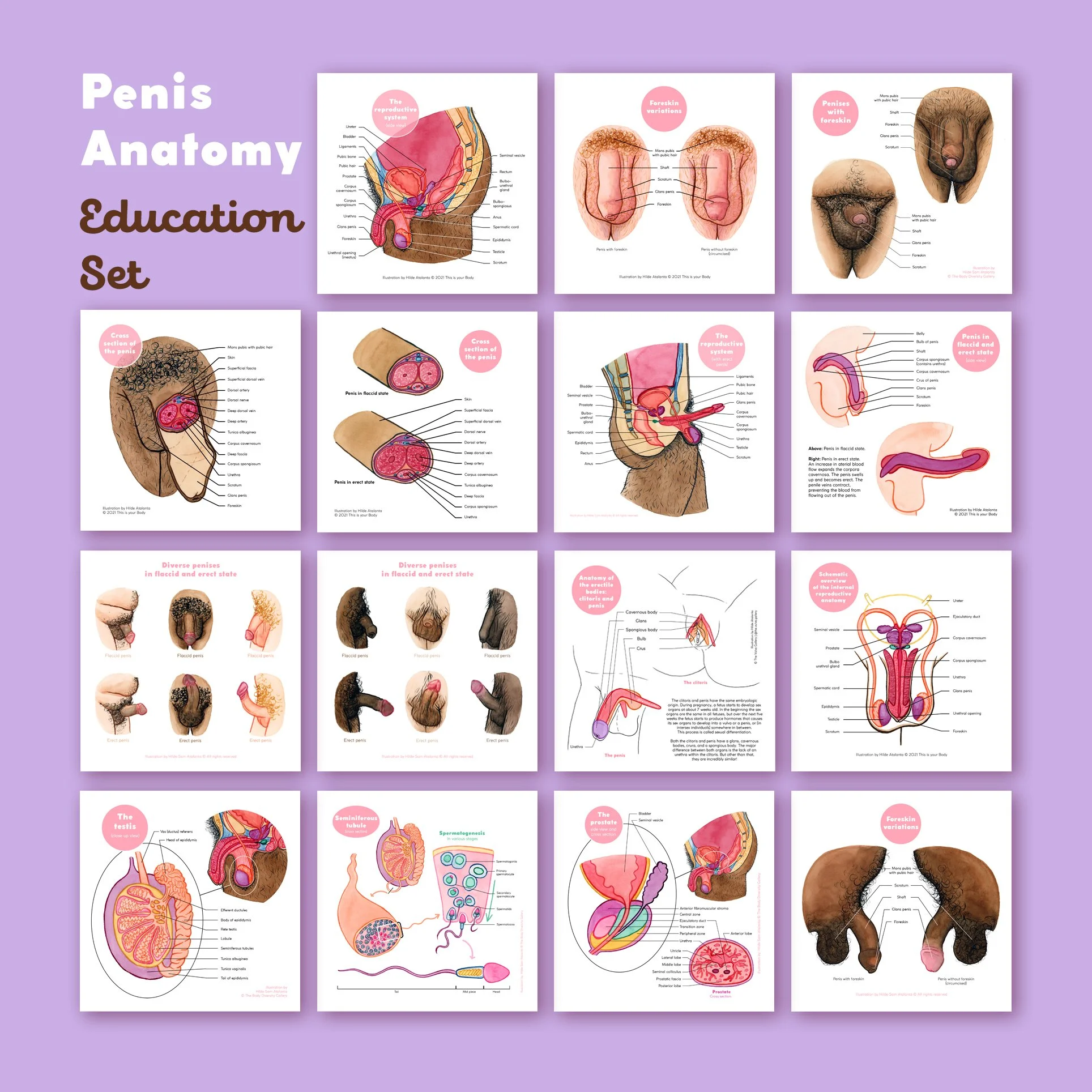 Penis – Education Print Set – 2023.jpg