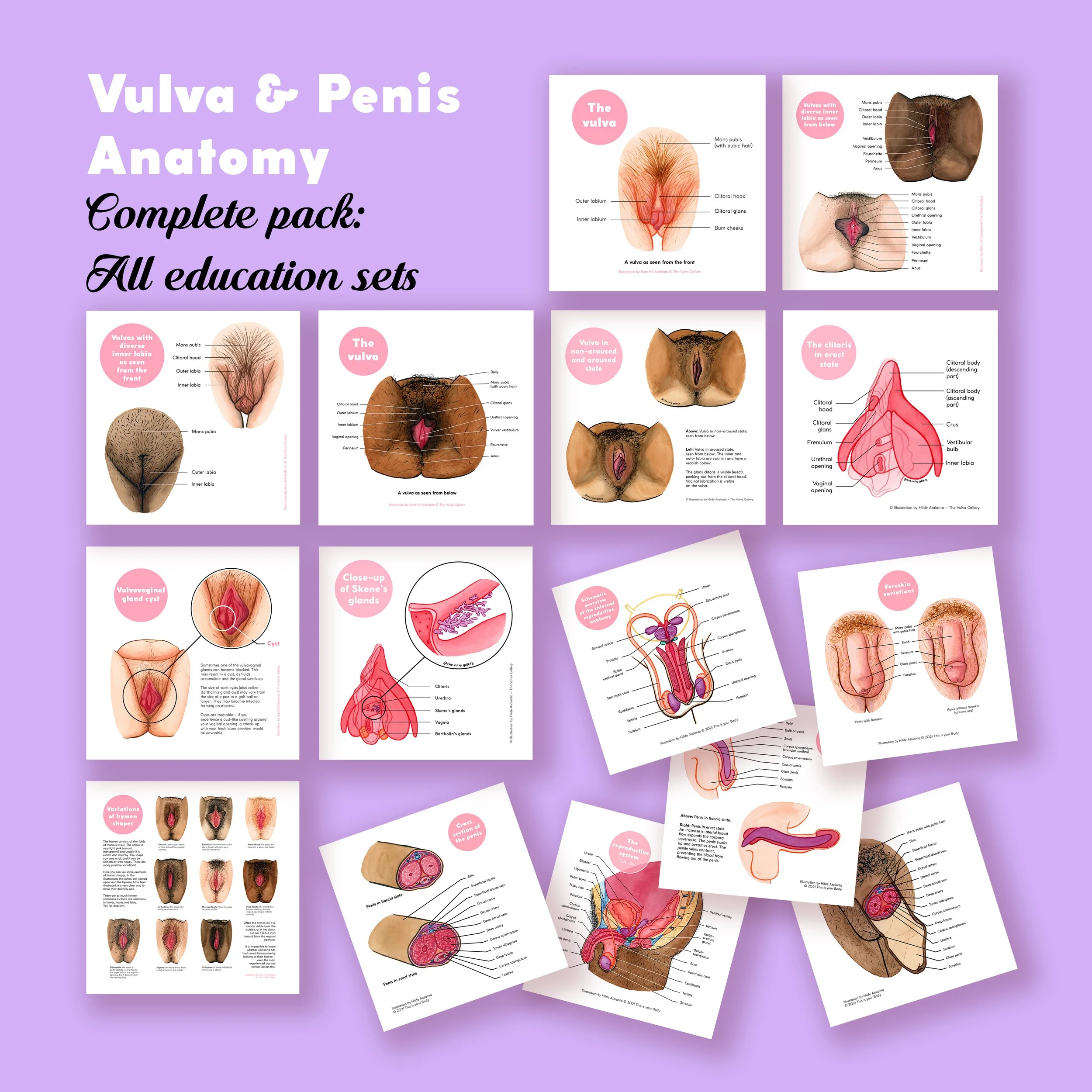 Vulva & Penis Anatomy Education Set • Complete combination pack