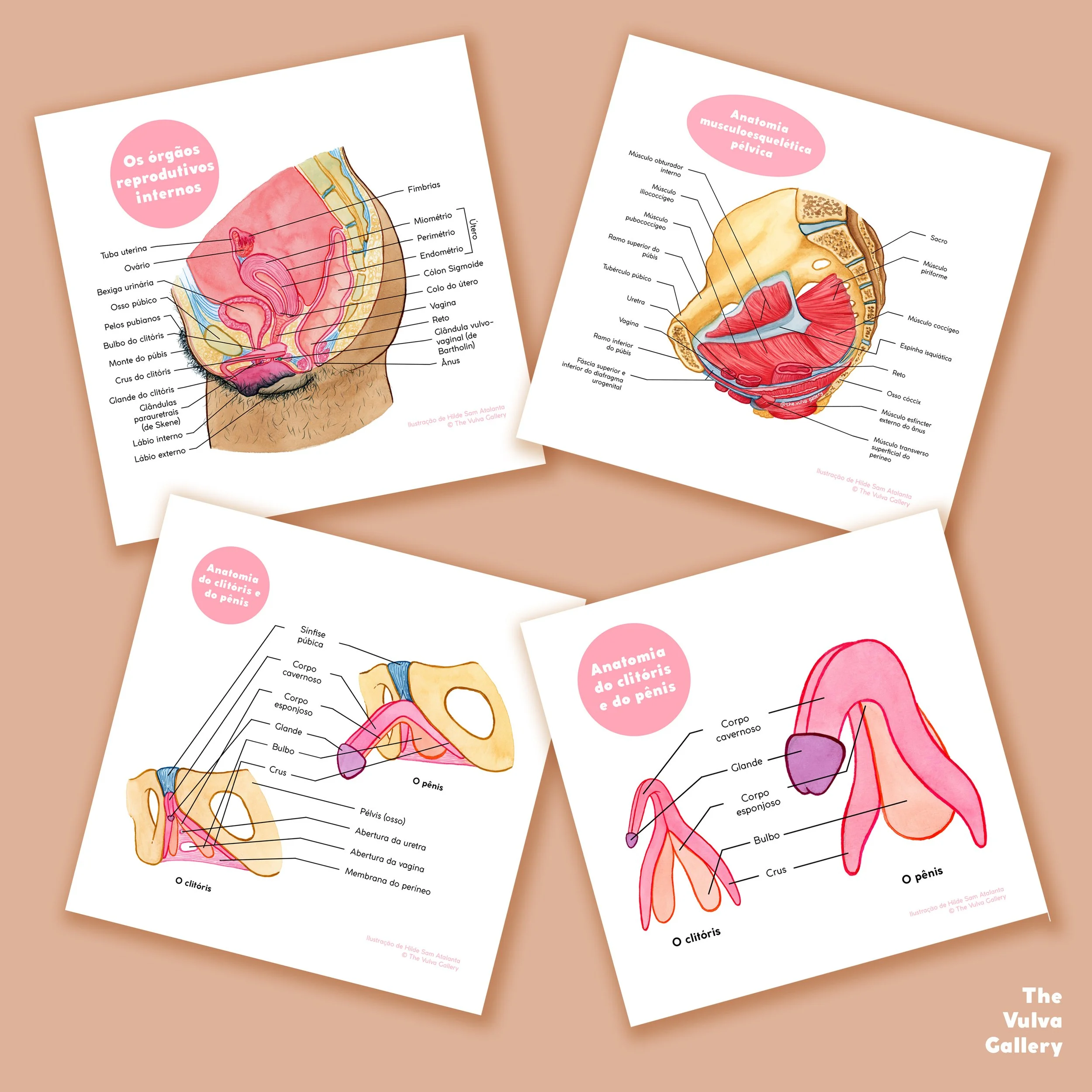 Internal anatomy – Reproductive system – Print set – Portuguese – Prints 1.jpg