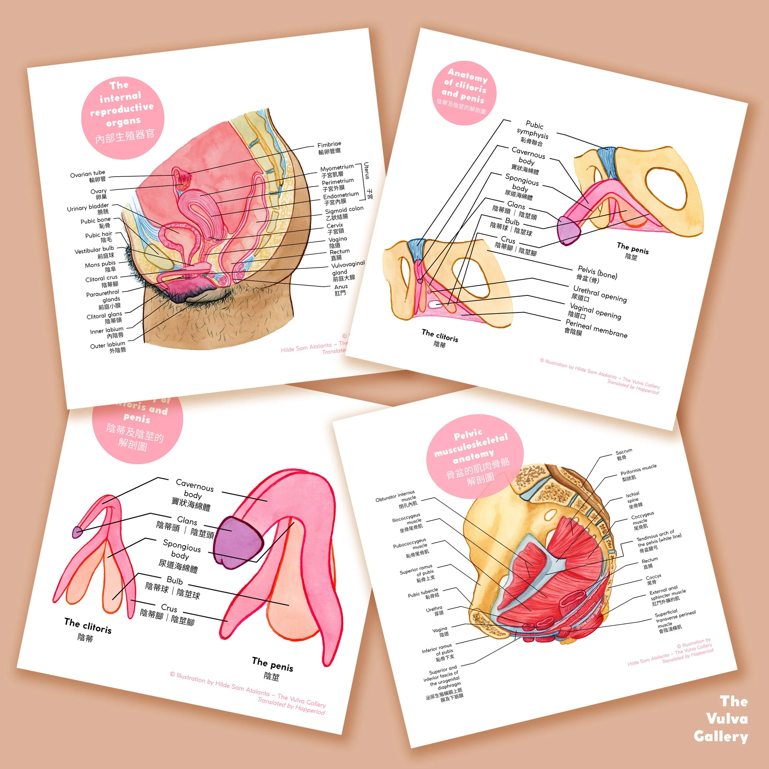 Internal anatomy – Reproductive system – Print set – Chinese – Prints 2.jpg