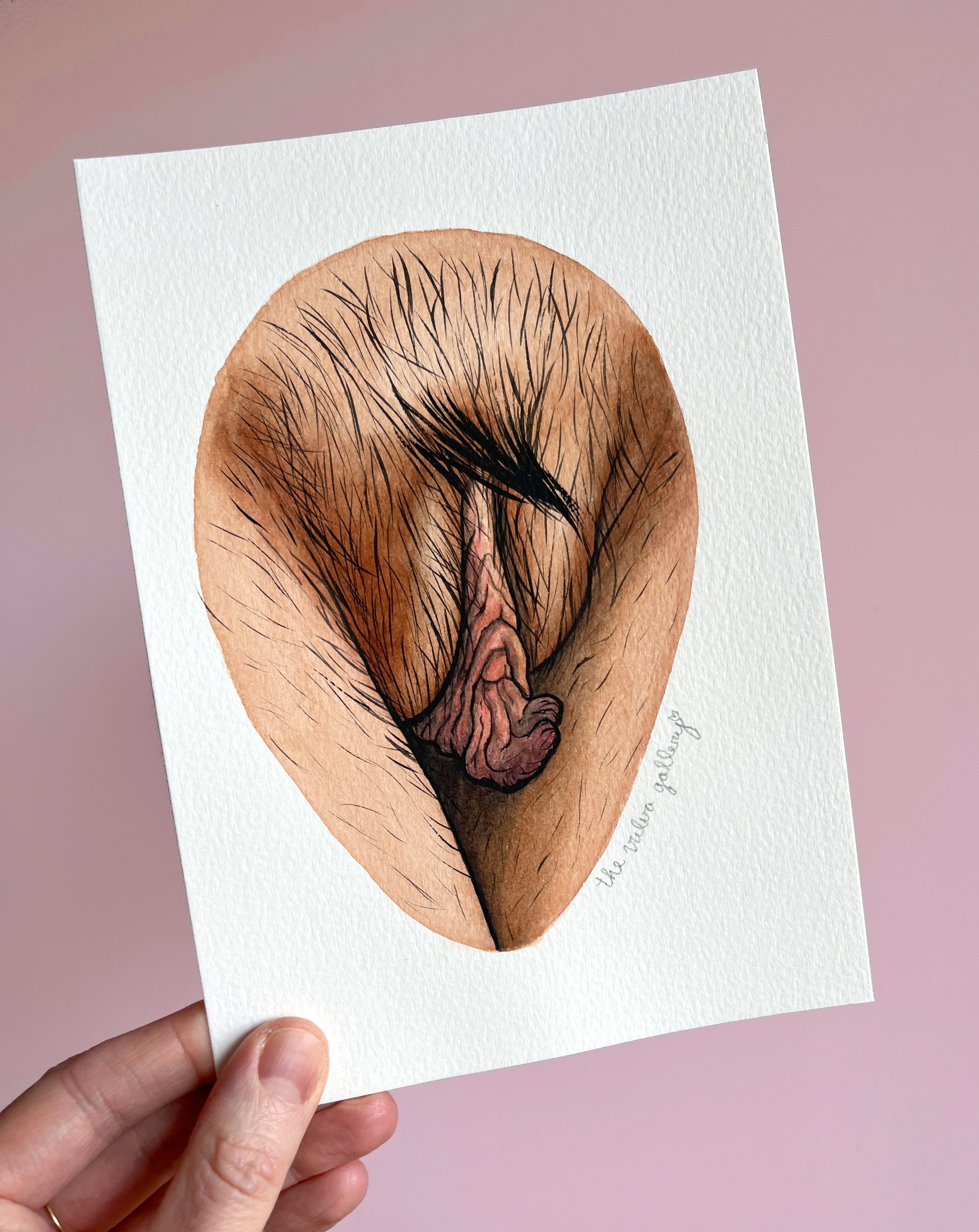 Original – Side view vulva 1.1 2.JPG