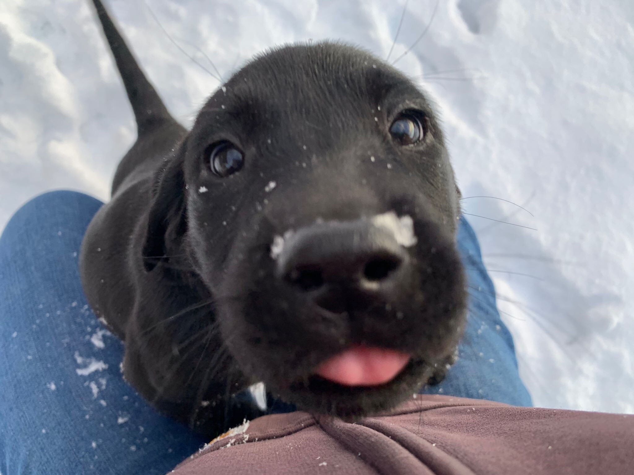 cutest puppy in snow.jpg