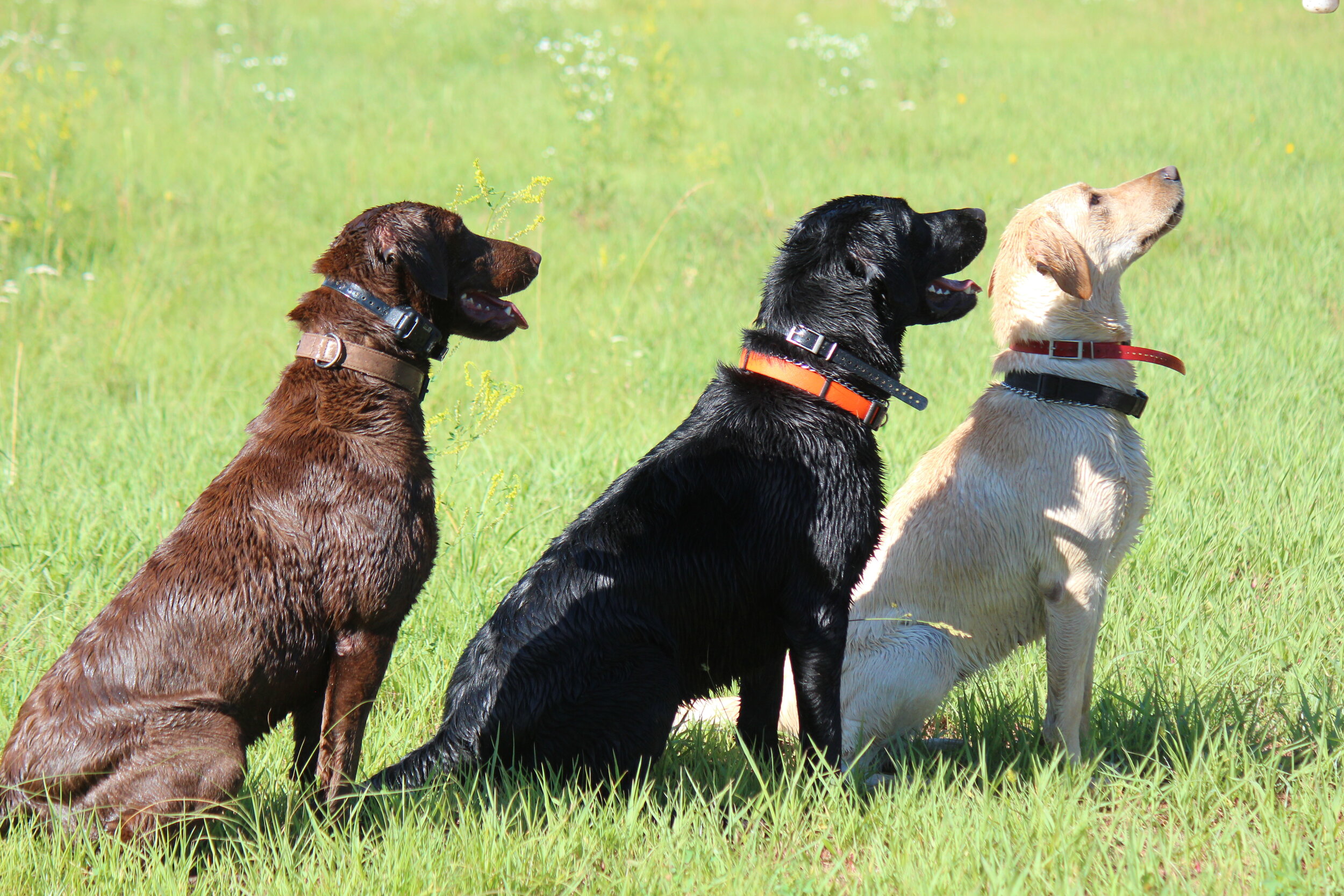 remi jake and baylee side view.JPG