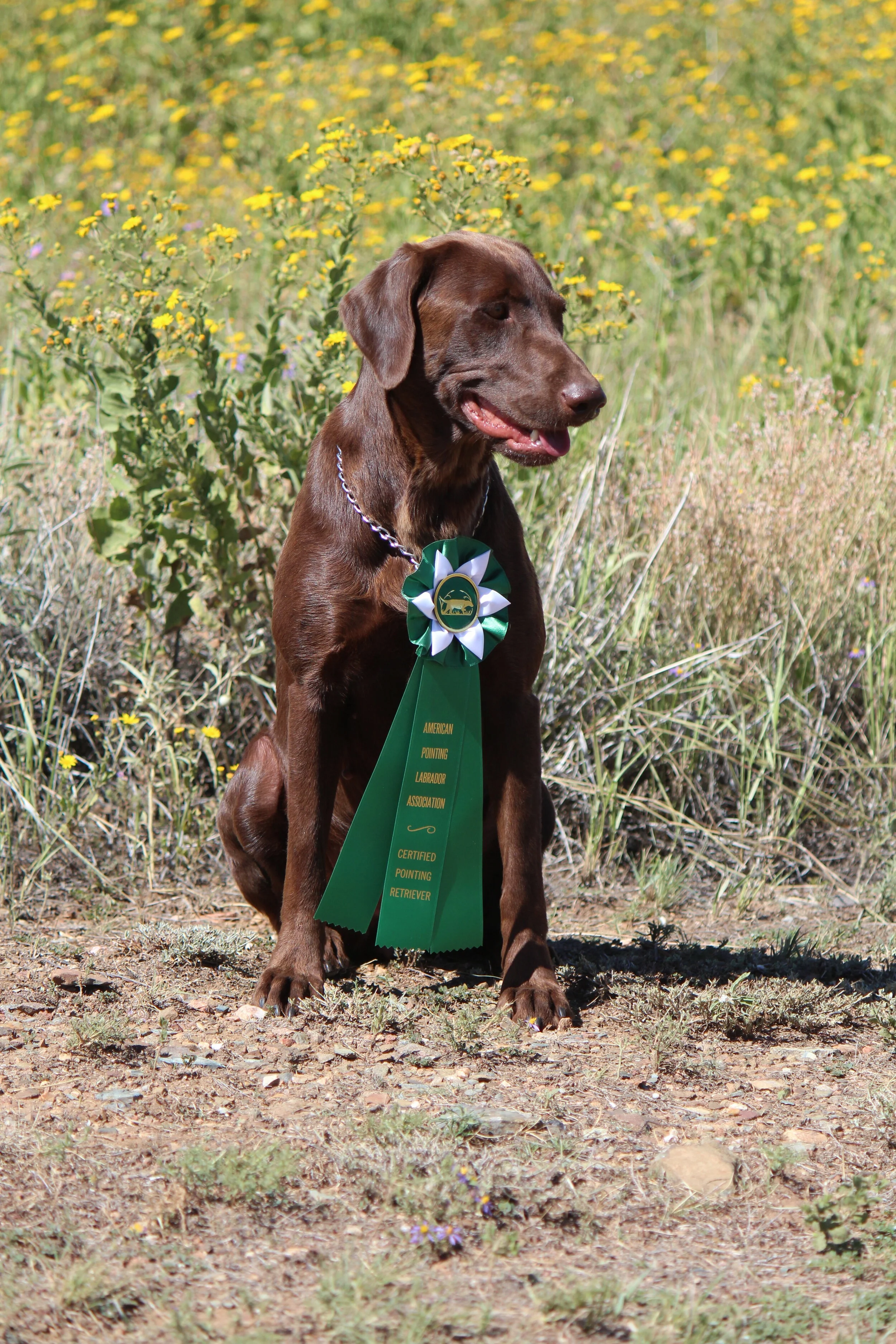 remi with green ribbon.JPG