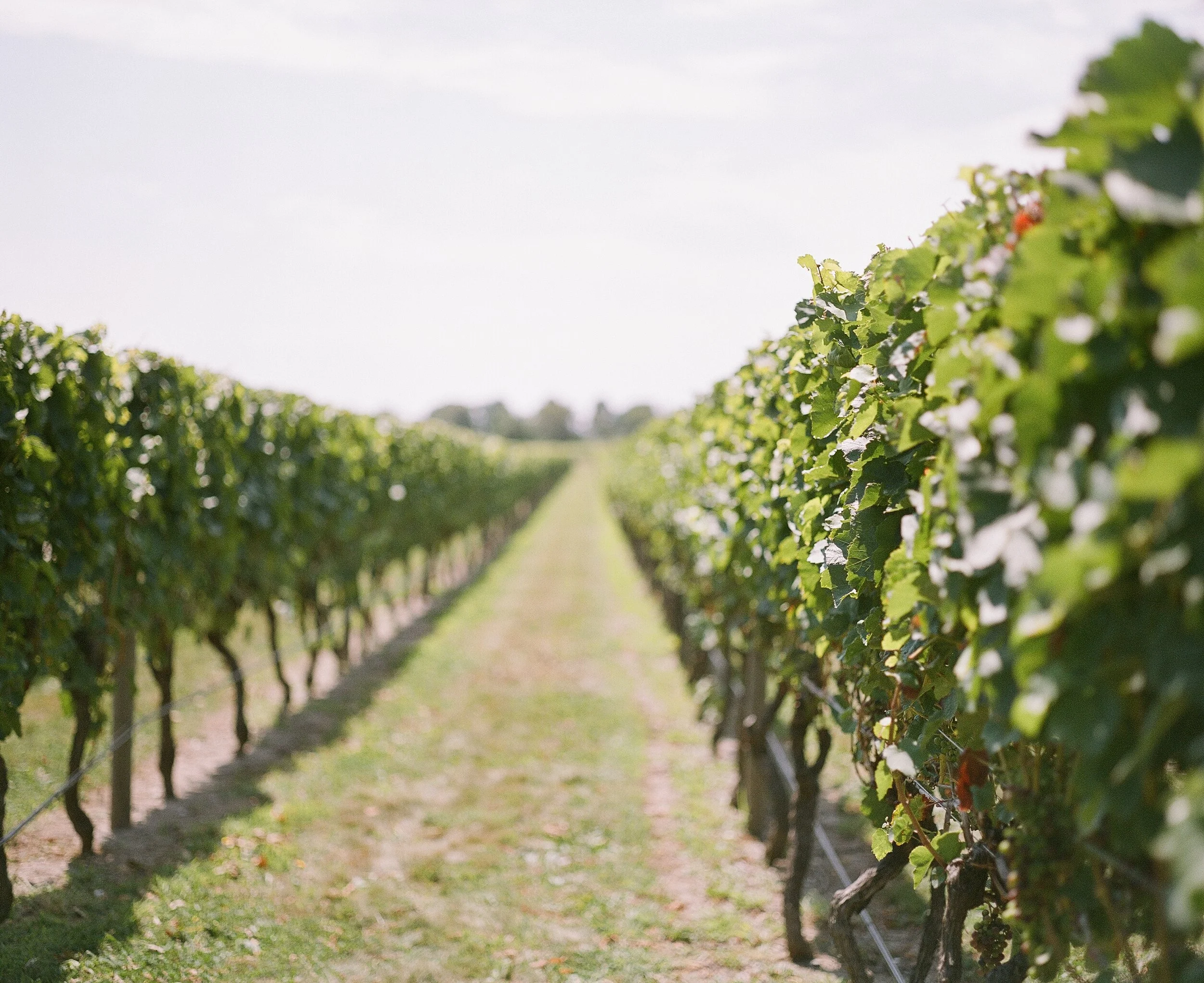 newport-vinyards_29448468163_o.jpg