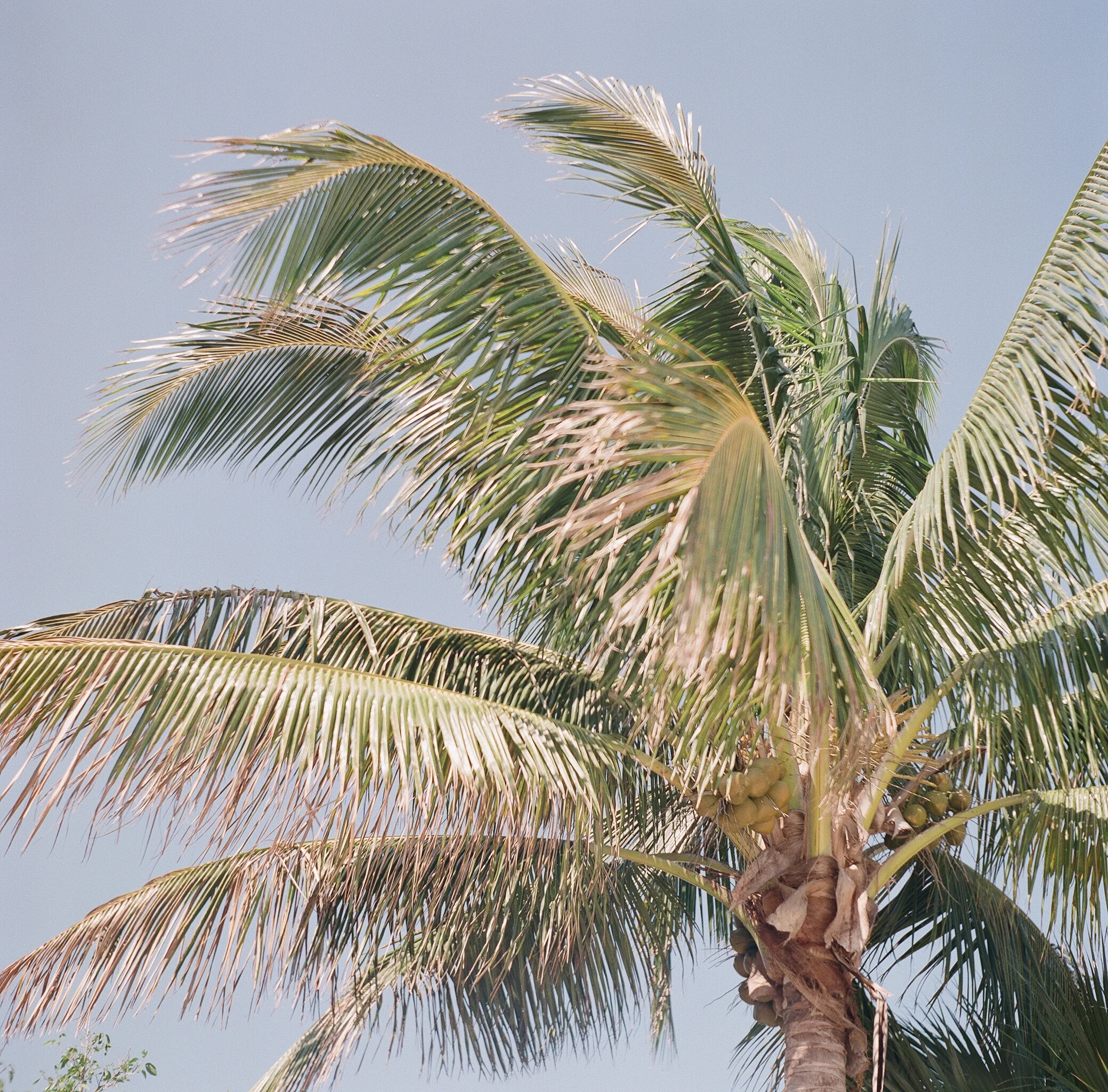 sanibel-palm_29961550362_o.jpg