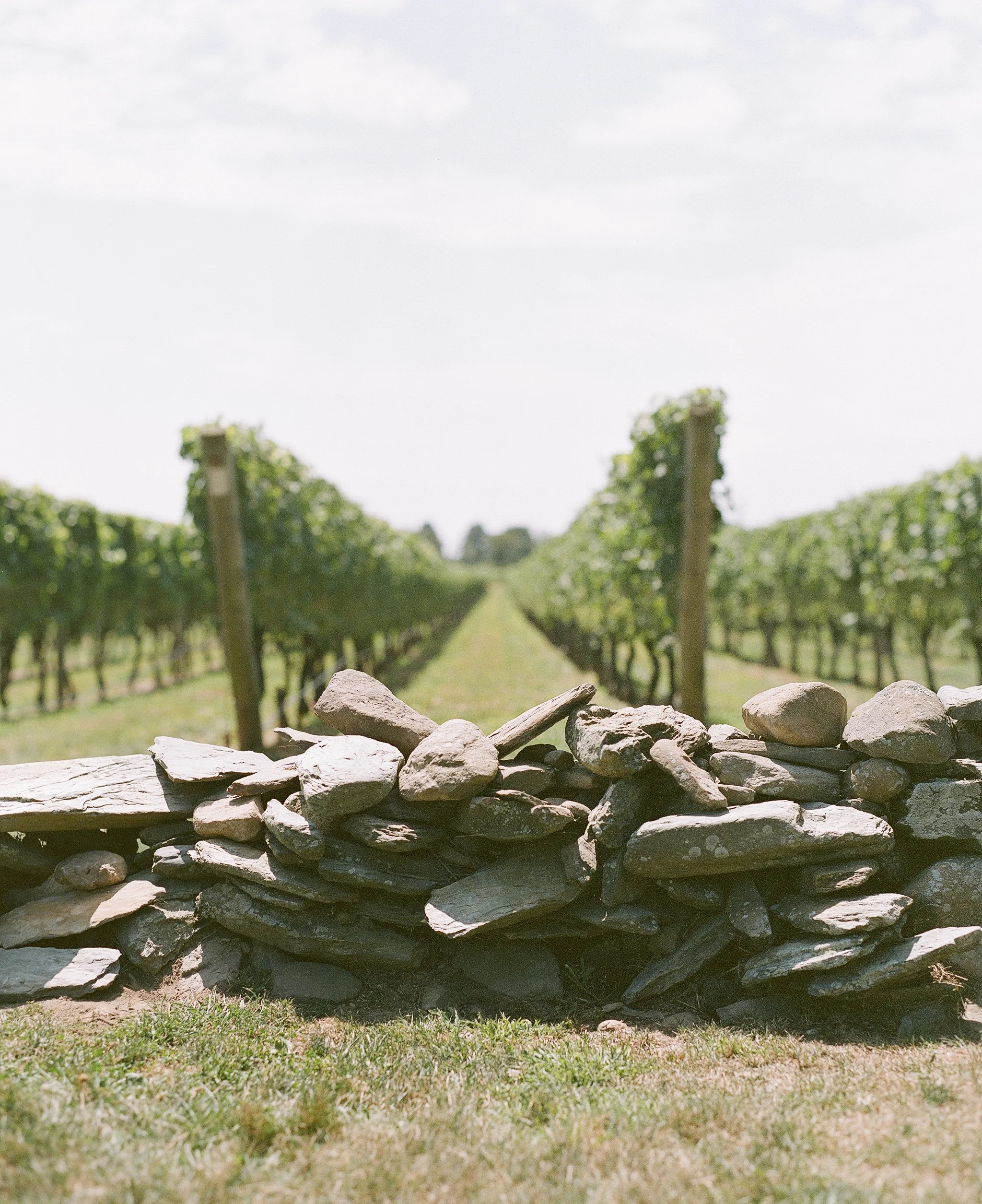 vineyard-wall_29961511912_o.jpg