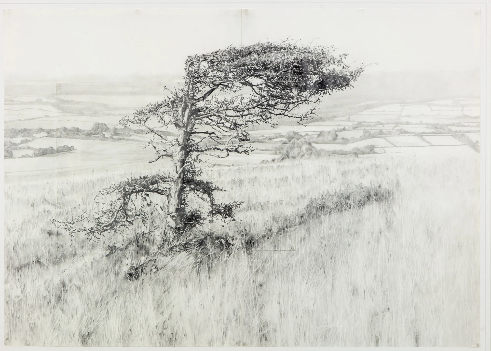 Once bitten, twice shy Pencil on paper 63 x 90 cm