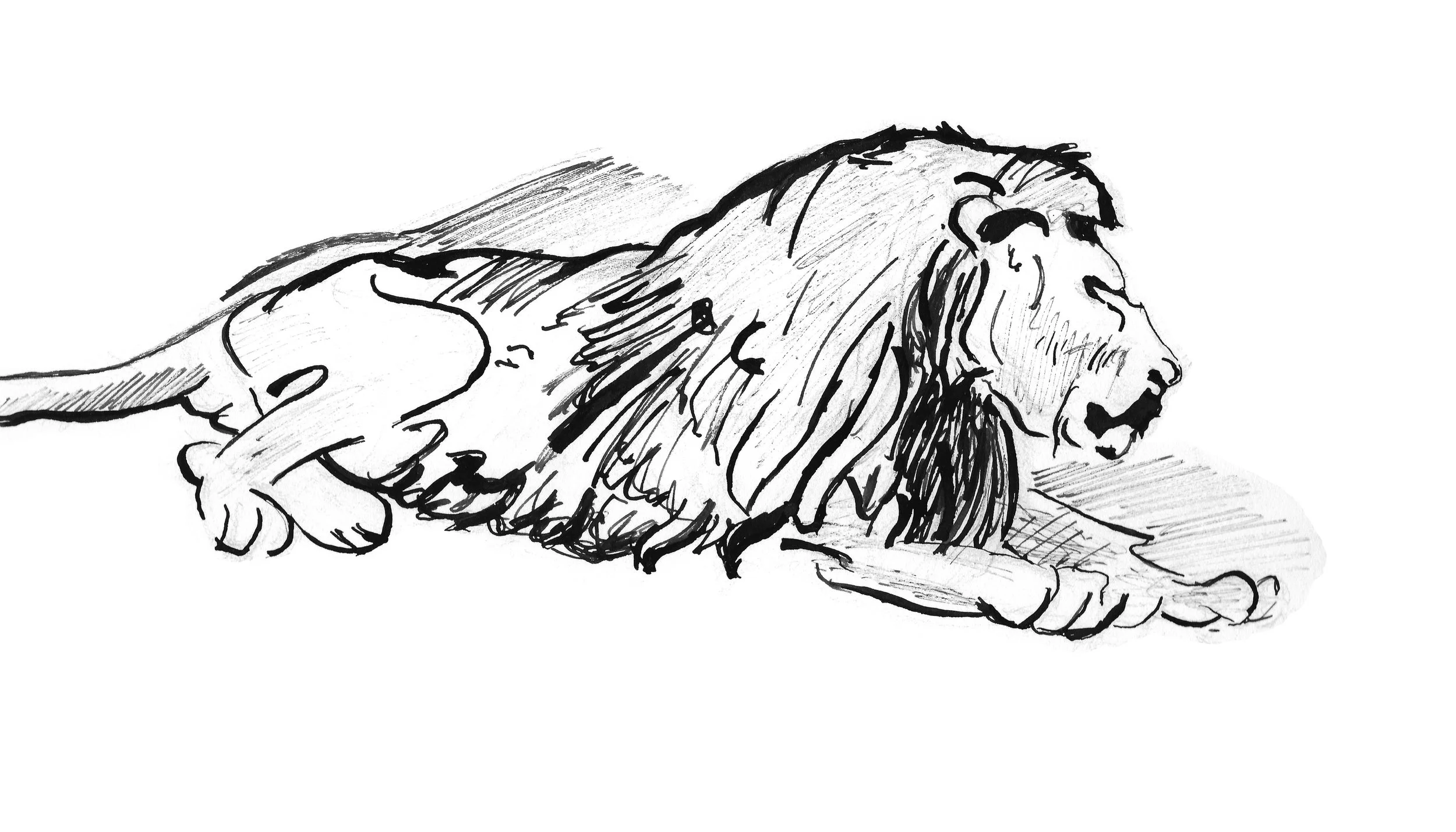 Copy of Rembrandt - Lion Lying Down