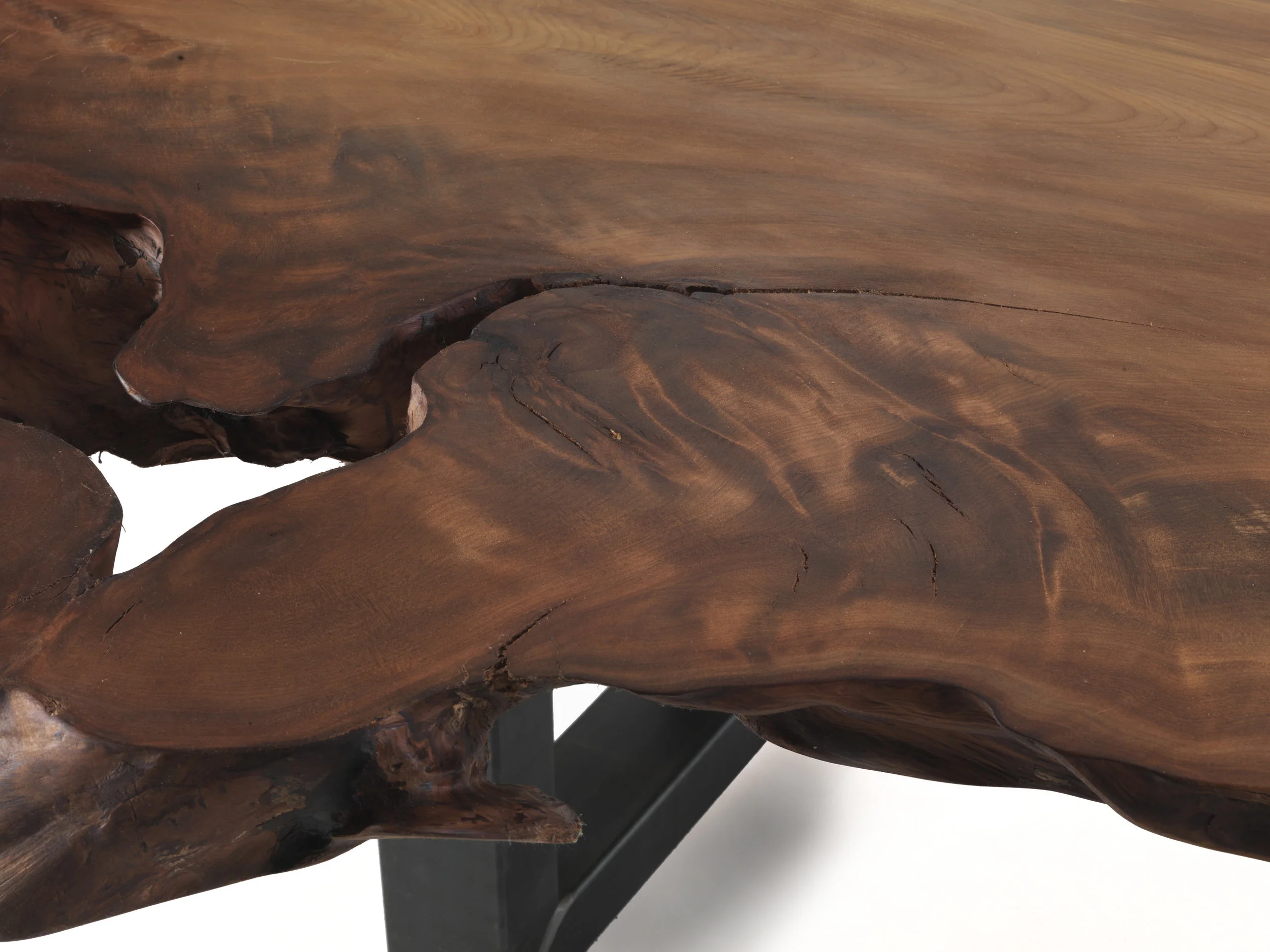 RIVA1920_Auckland_Kauri5.jpg