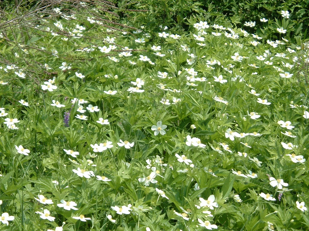 flowers.jpg