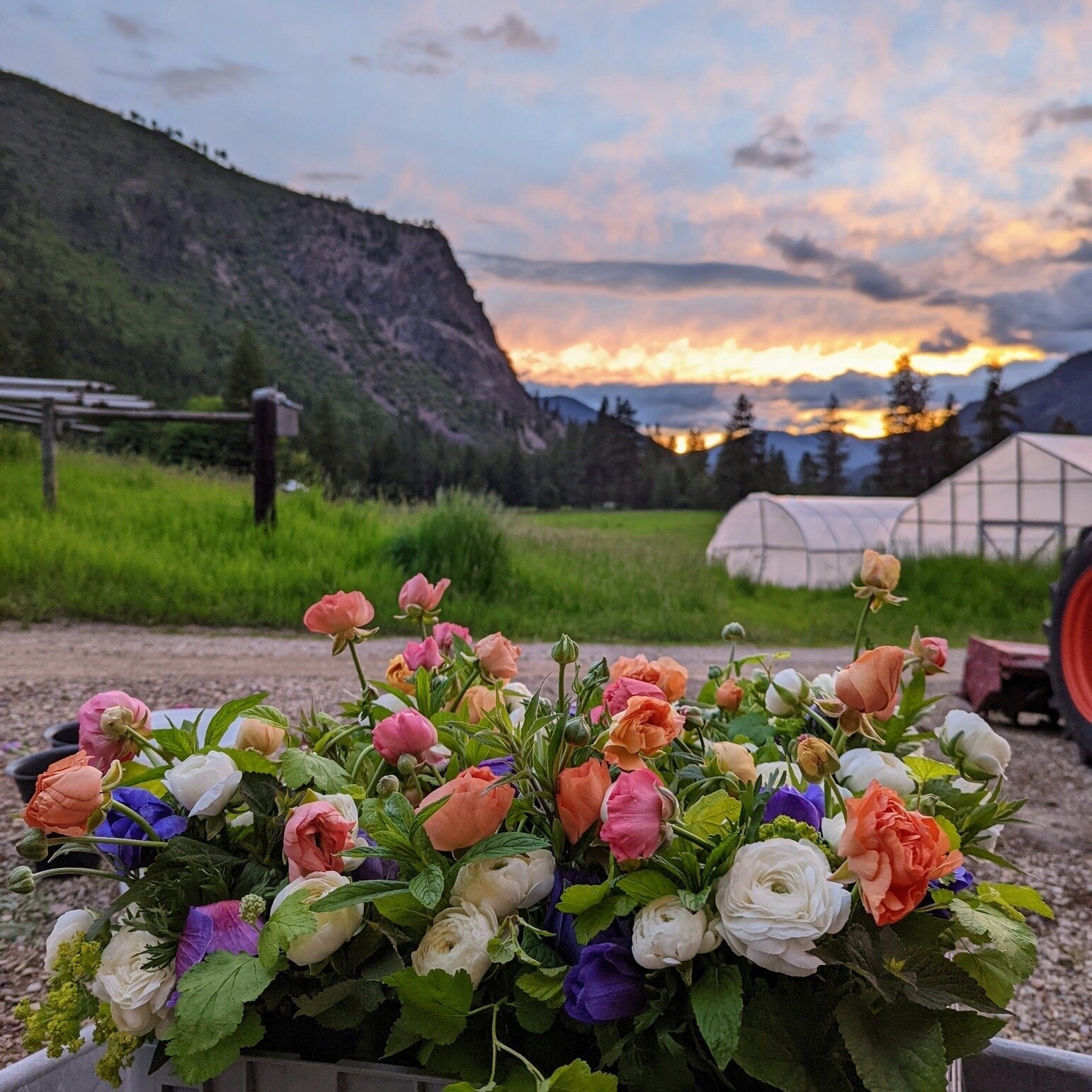 Think Spring! 🌱🌞🦋 We are daydreaming of these spring beauties! Round 1 of our 6-week flower share will be abundant with ranunculus, anemones, and peonies. Join us on a flower adventure! Info and sign-up:

https://www.crescentridgefarmmt.com/flower