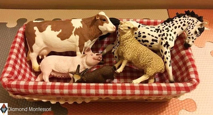 The quality of Schleich animals makes them a favourite of classrooms and homeschools all over. The detail on them is astonishing. 