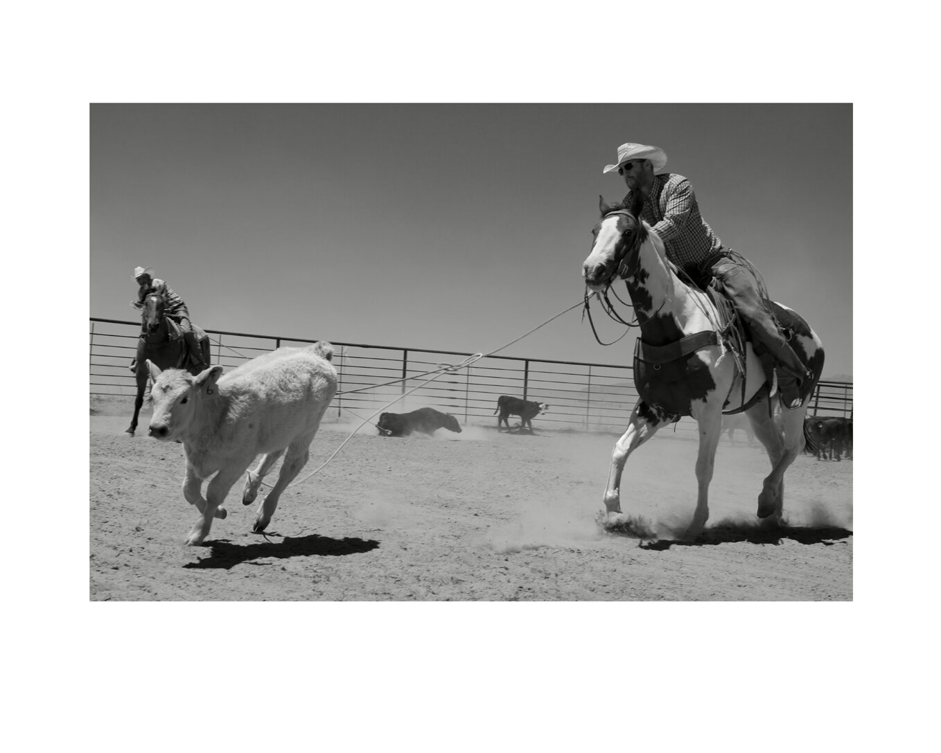 The West : Roping White Calf