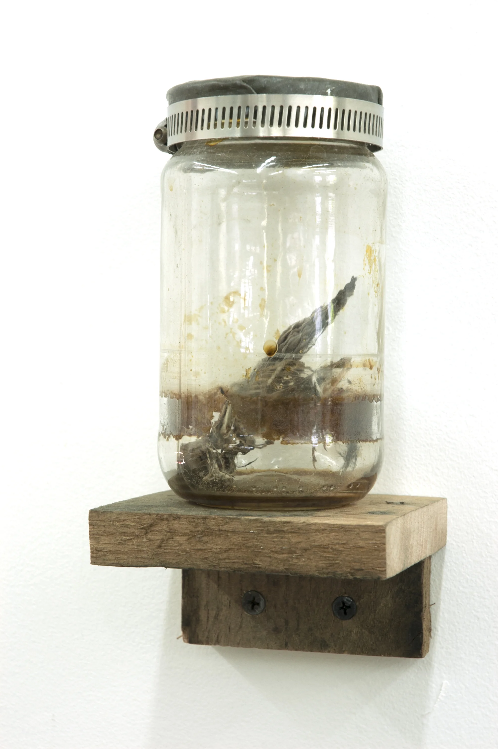 Bird in Jar