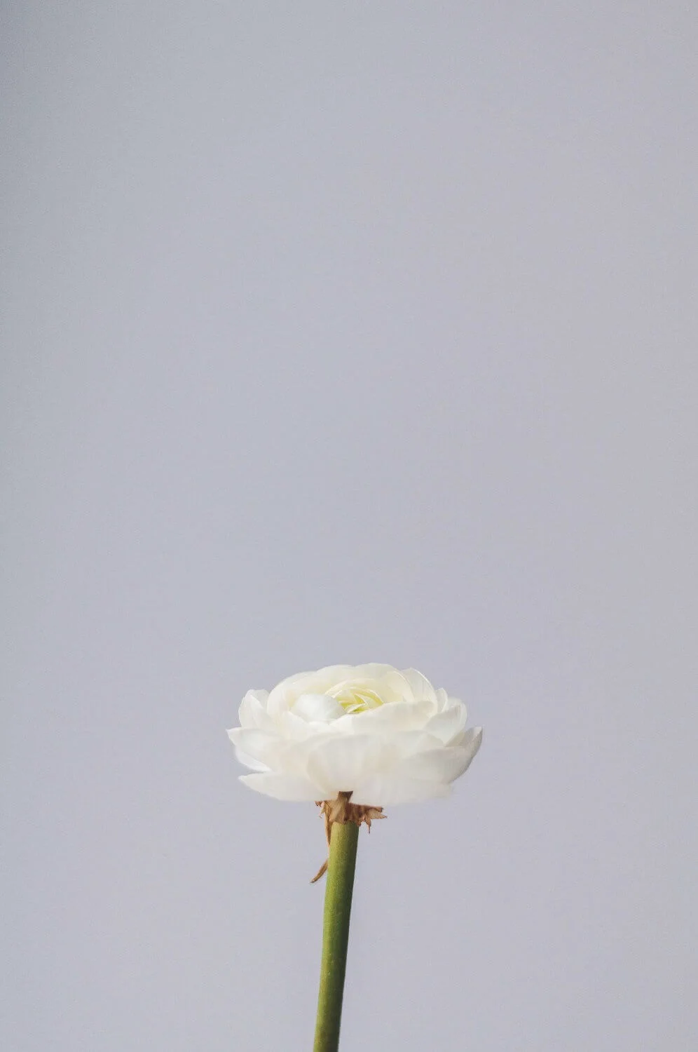 white-flower-olia-gozha.jpg