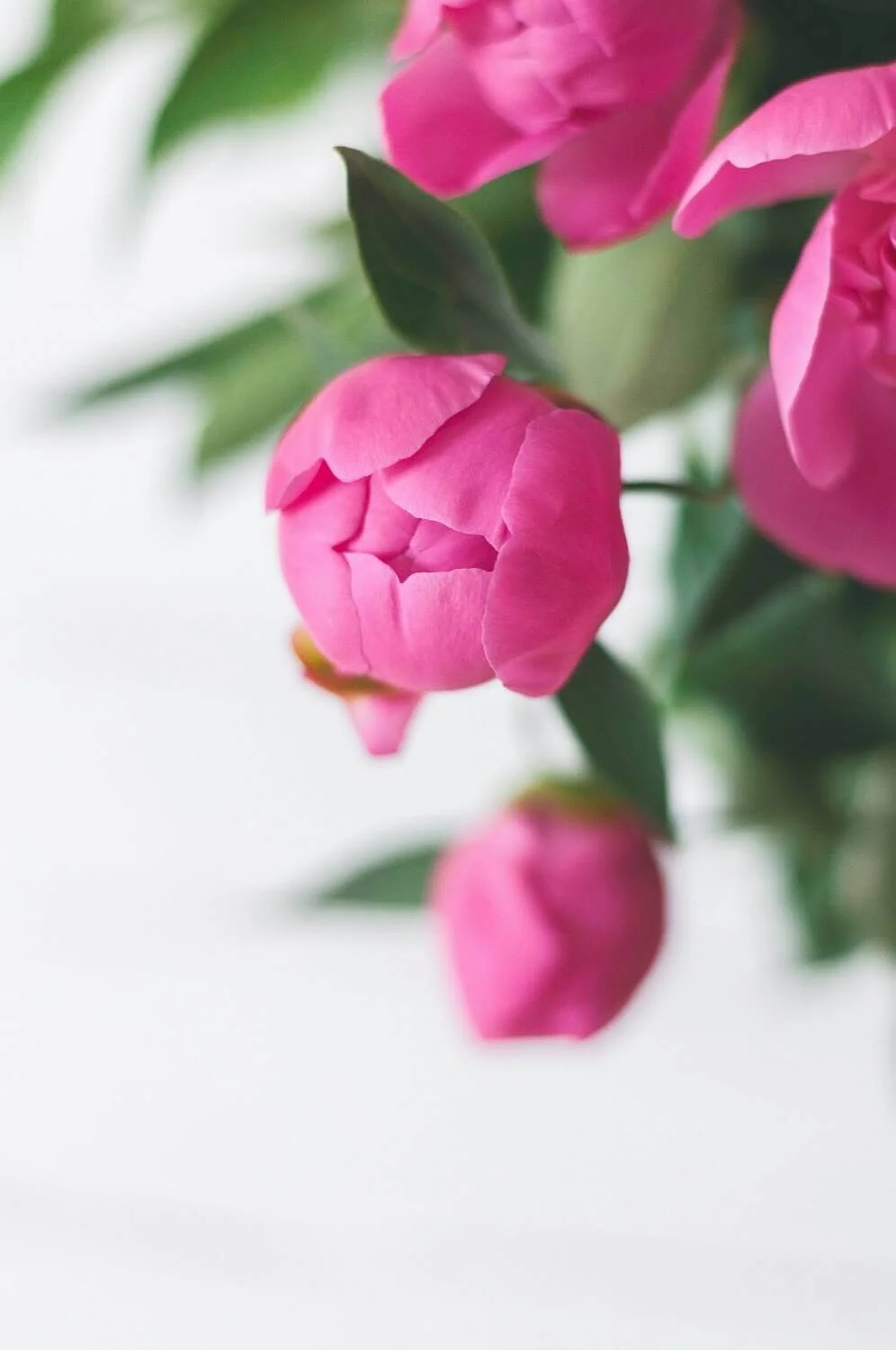 pink-bud-olia-gozha.jpg