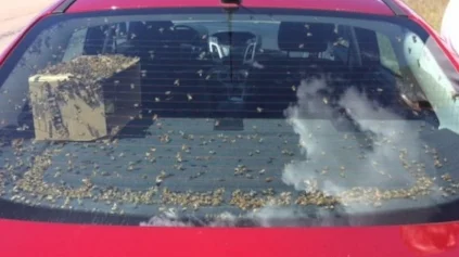 'No! Not the bees! Not the bees!" Infestations lower the price of your junk car.