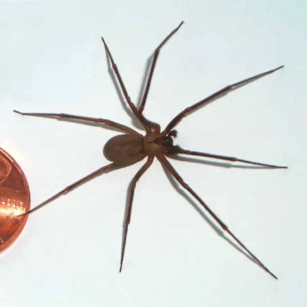 Brown-recluse-coin-edit.jpg
