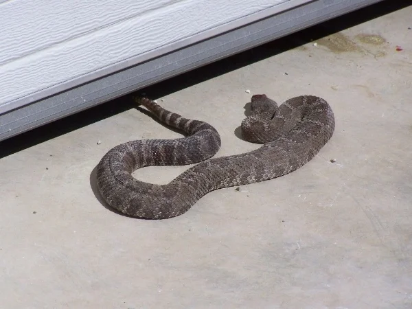 As far as visitors go, this one is a doozy. Rattlesnakes are venomous and should be avoided. 