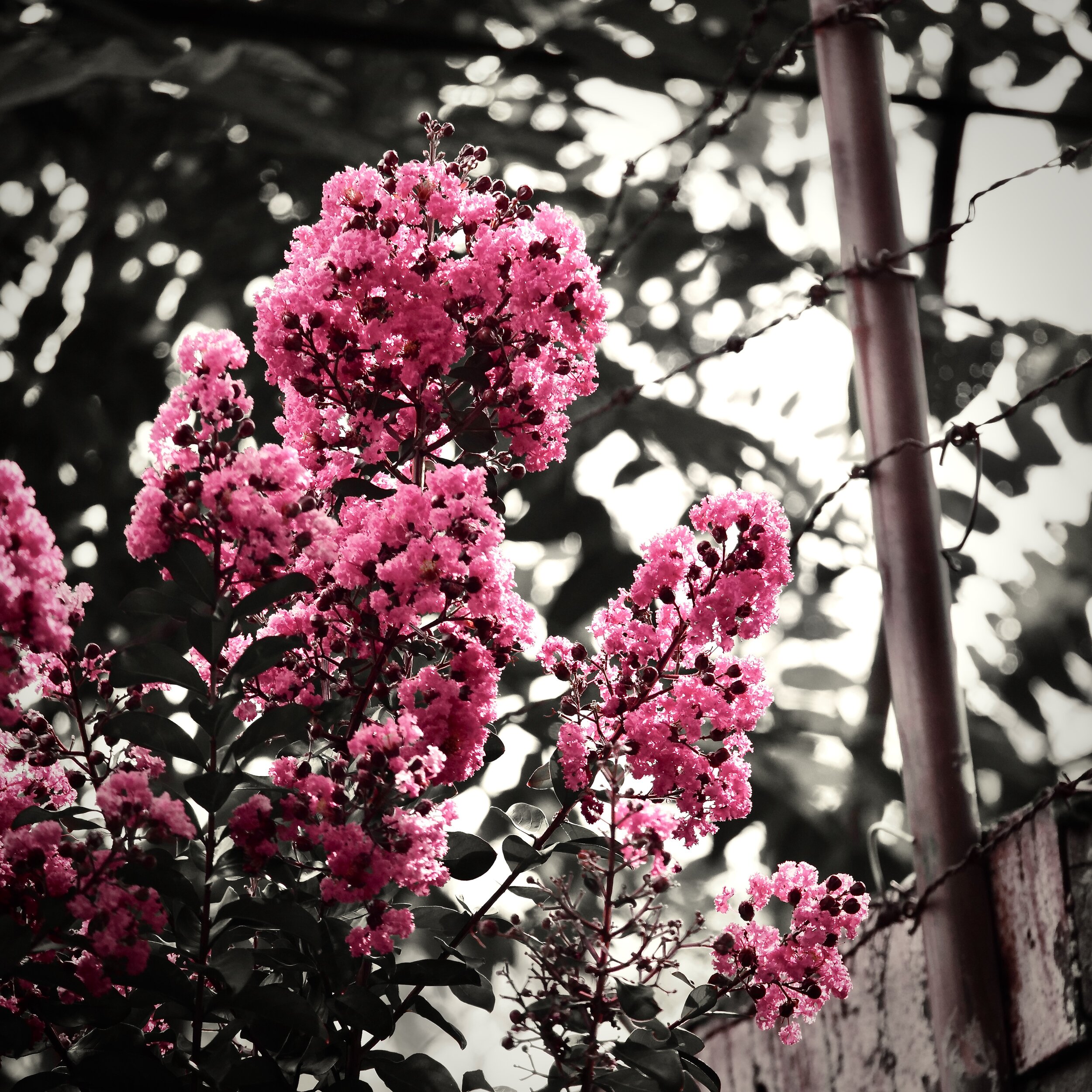Barbwire_Flowers-2.jpeg