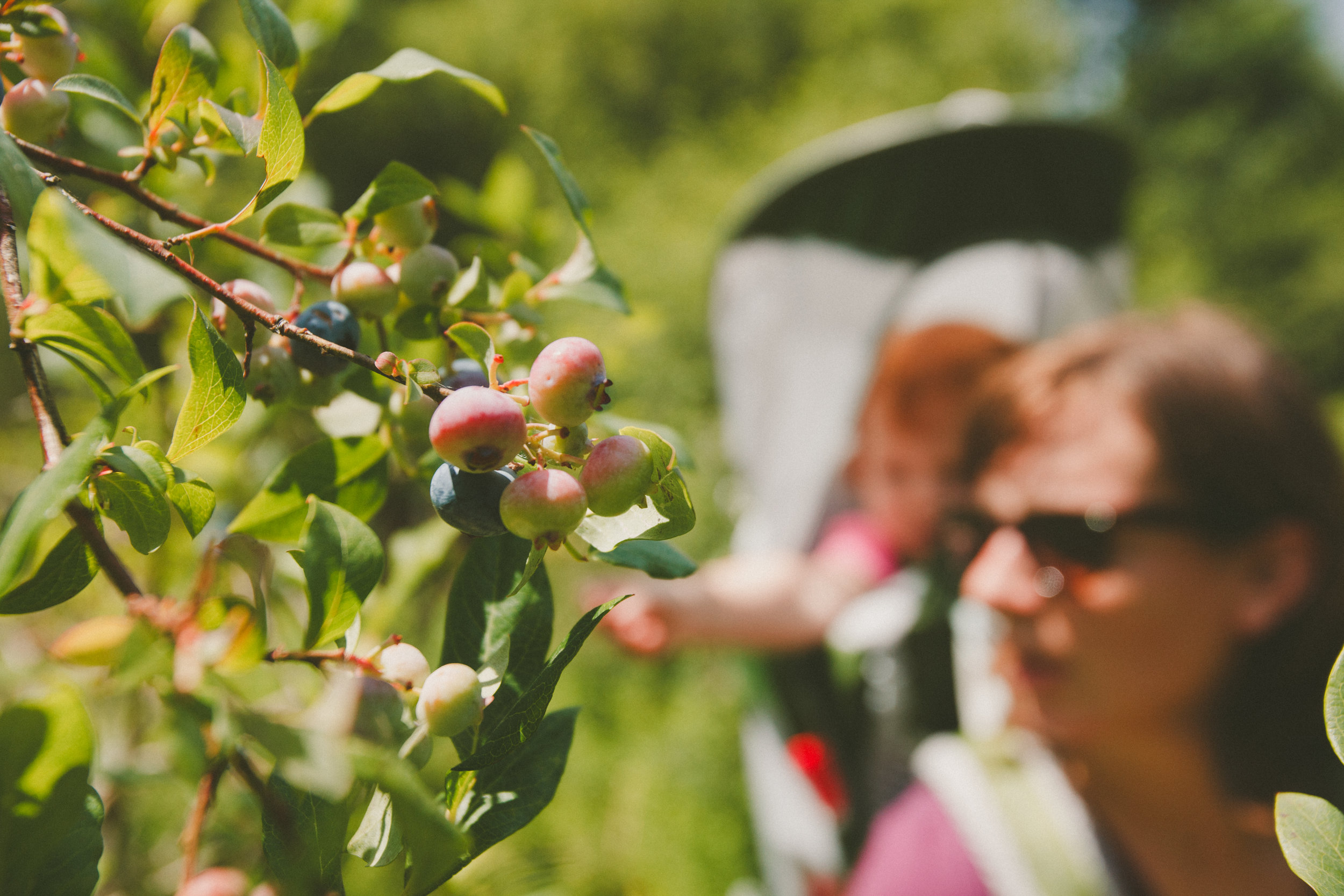 Pennsylvania Blueberries