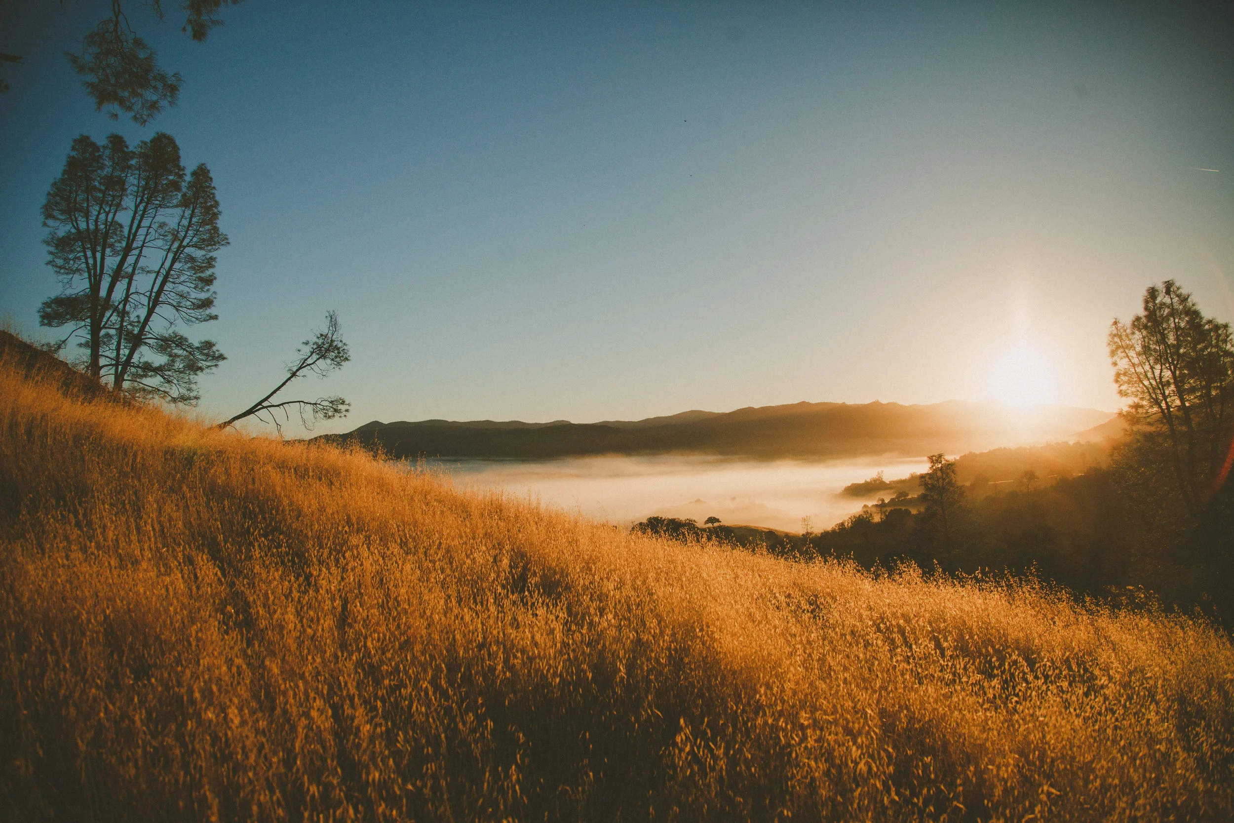 Goddamn California