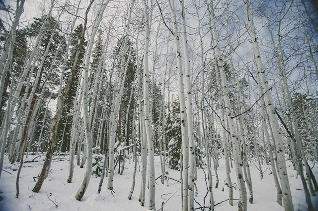 Reminiscing about snow and birch trees near the North Rim of the #grandcanyon this morning.  #bowmanodyssey #fourwheelcamper #dodge