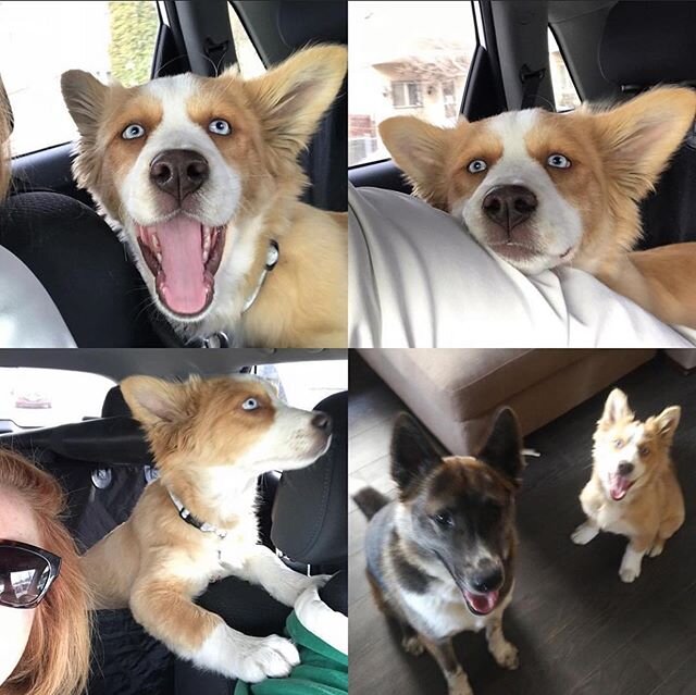 It&rsquo;s been 1 year since we brought #fuzzypeaches home. ❤️🐶 #thenandnow #shesaturkey #loveher #partofthefurfam #shekeepsitinteresting