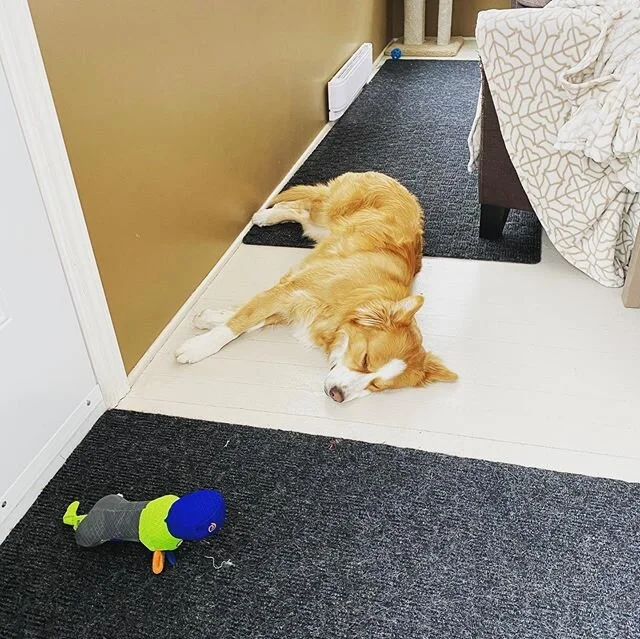 Happy #nationalpetday ❤️🐶🐶🐱🐱🐰