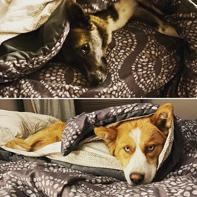 Who wore it best? Yes &ldquo;it&rdquo; is our bed spread 😂 #fuzzypeaches #huckleberryfinn #saddest #cutest #bestdogs #furfam #dogsofinstagram