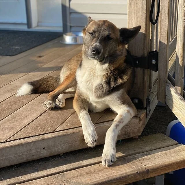 #huckleberry Finn is ready for some sun tanning this weekend!! ❤️🐶 #dogsofinstagram #maylong #adventures