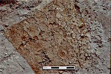 Can you see the footprint?