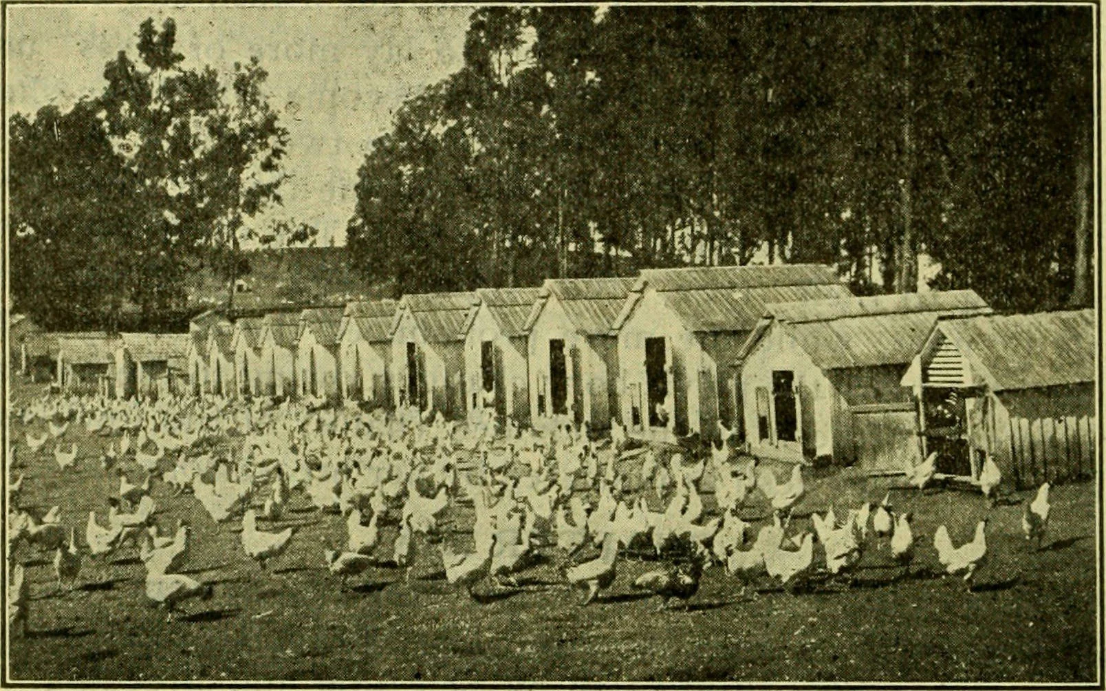 Showing the "colony system" of housing hens much used at Petaluma.
