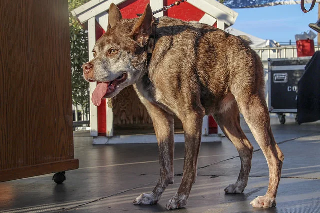 2015 World's Ugliest Dog Contest winner. Photo By Positively Petaluma Visual Journalist, Ashley Collingwood. 