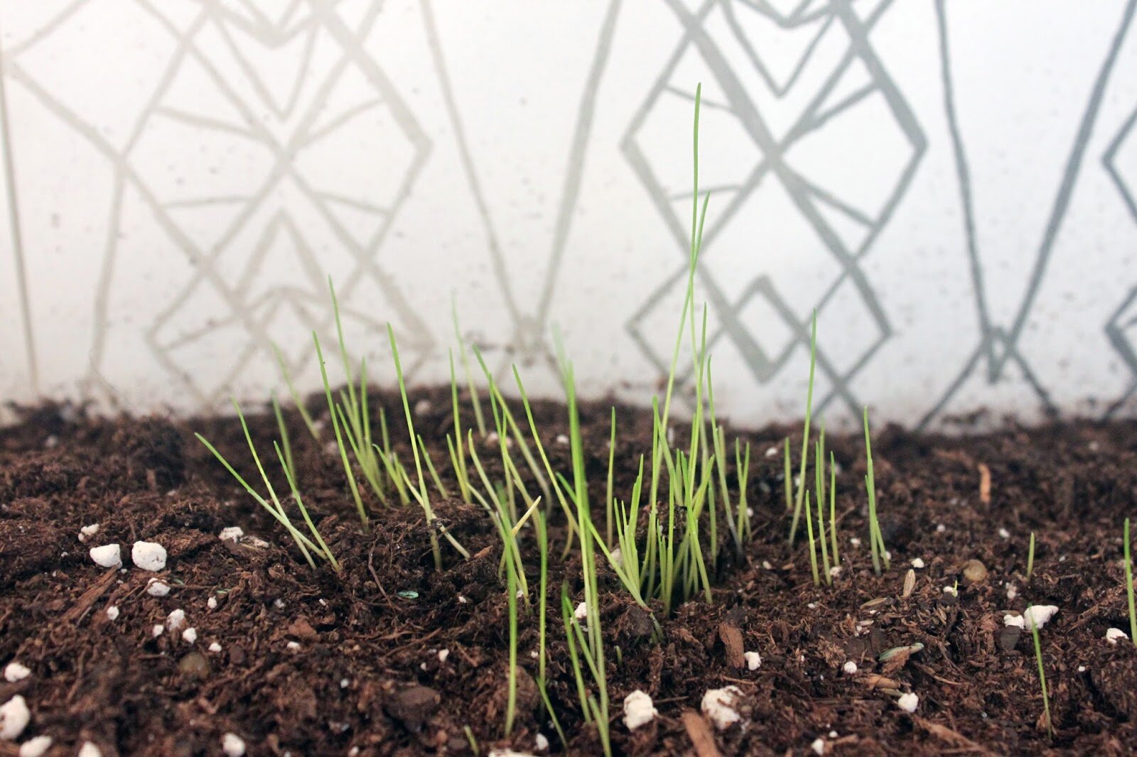   Untitled (Mantle Grass)  (potting soil, grass seed) 2015 
