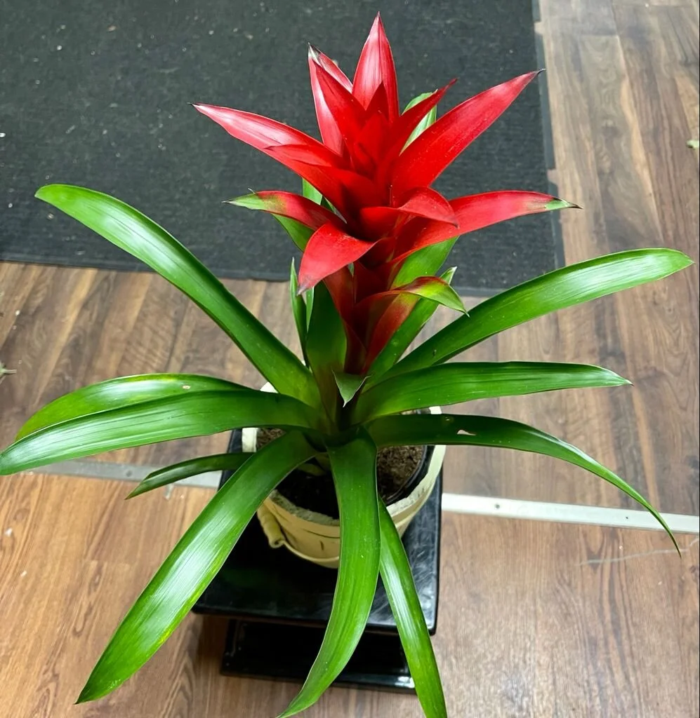 WhatsApp Image 2021-09-29 at 12.29.32 PM (6).jpeg