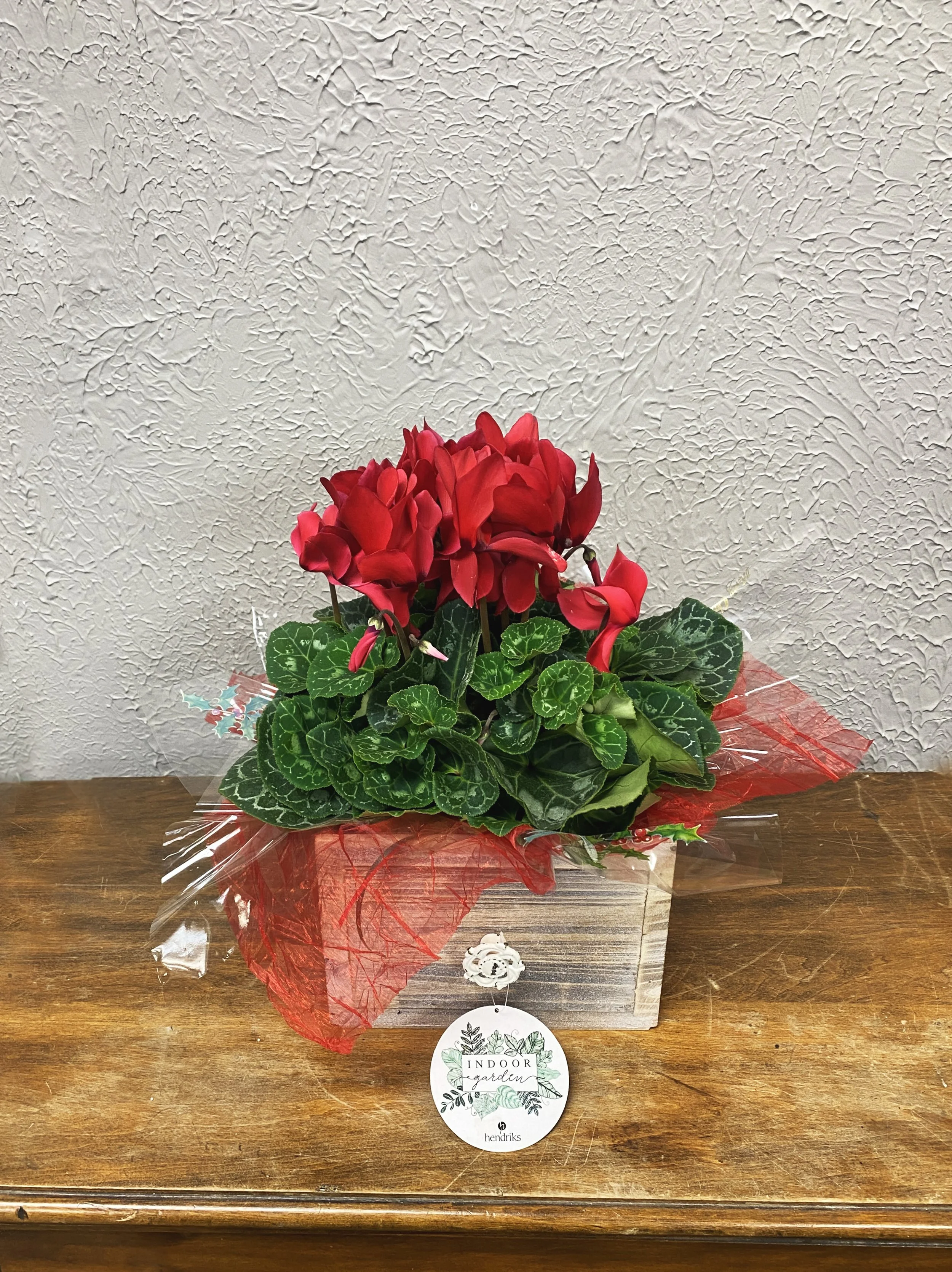 Holiday Blooming Plant (Cyclamen)