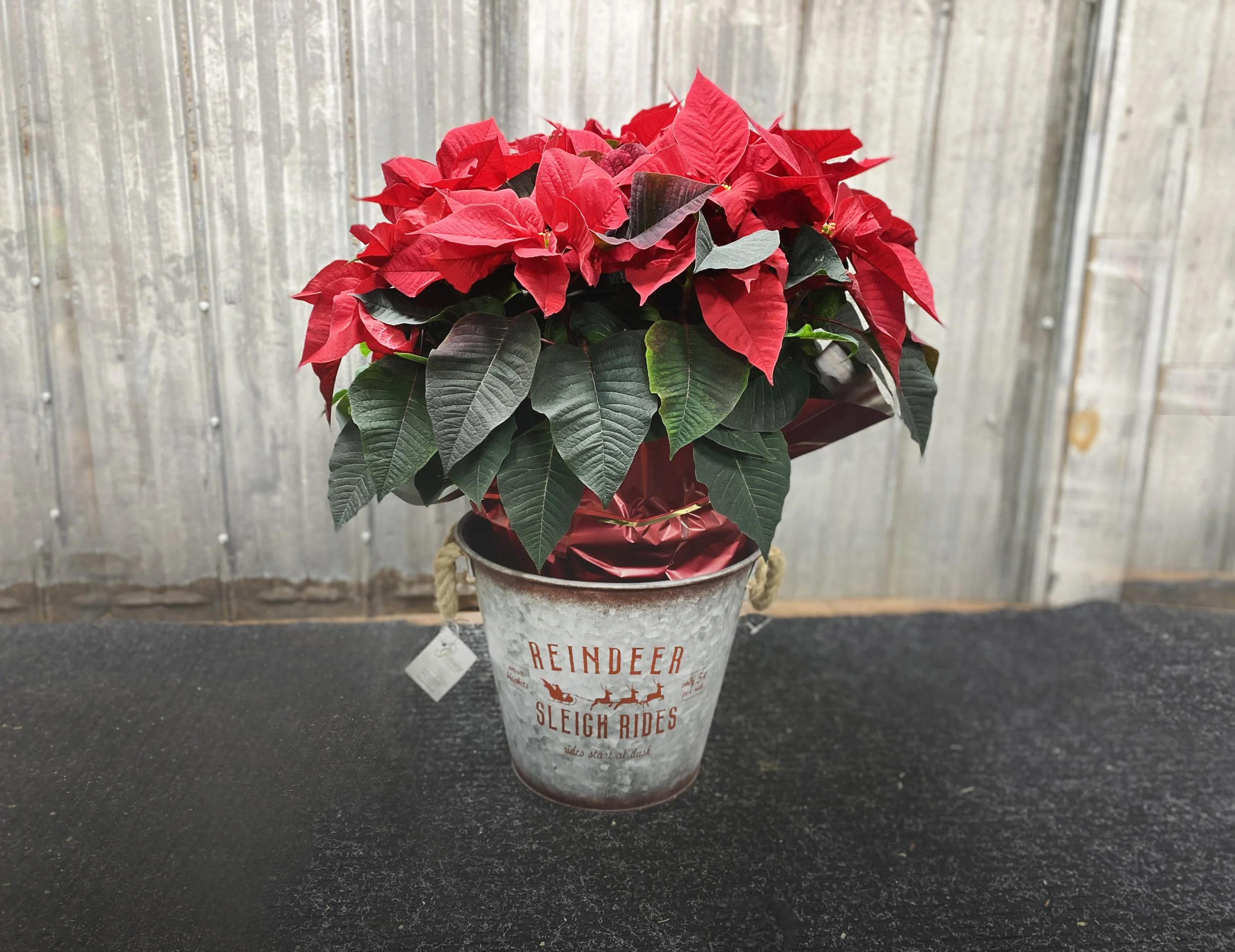 Poinsettia