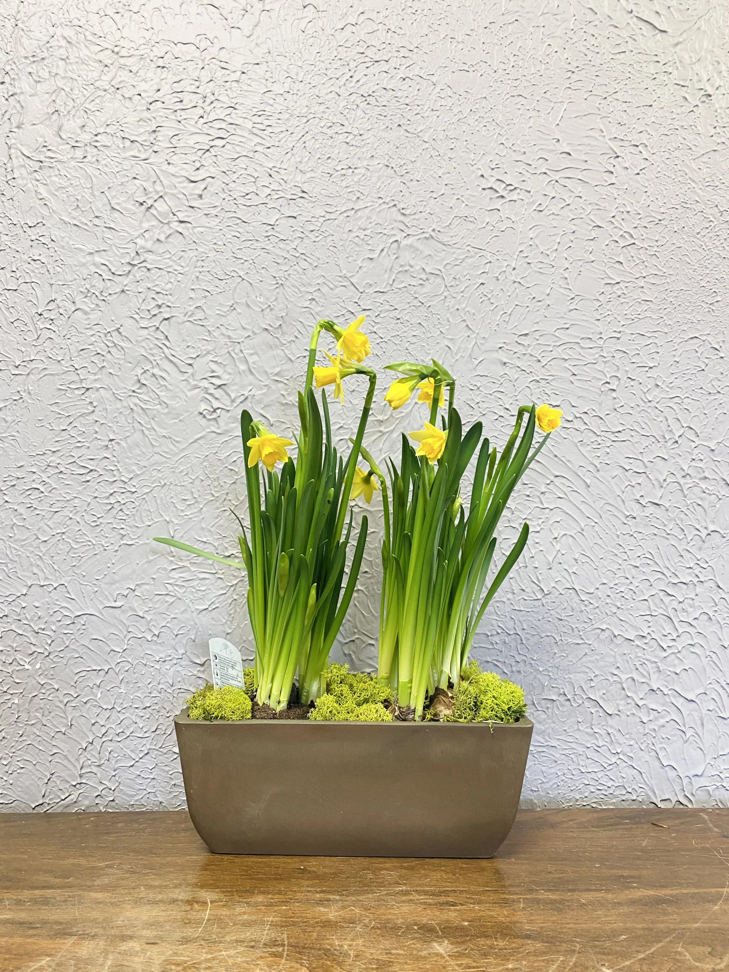 Daffodils Dish Garden