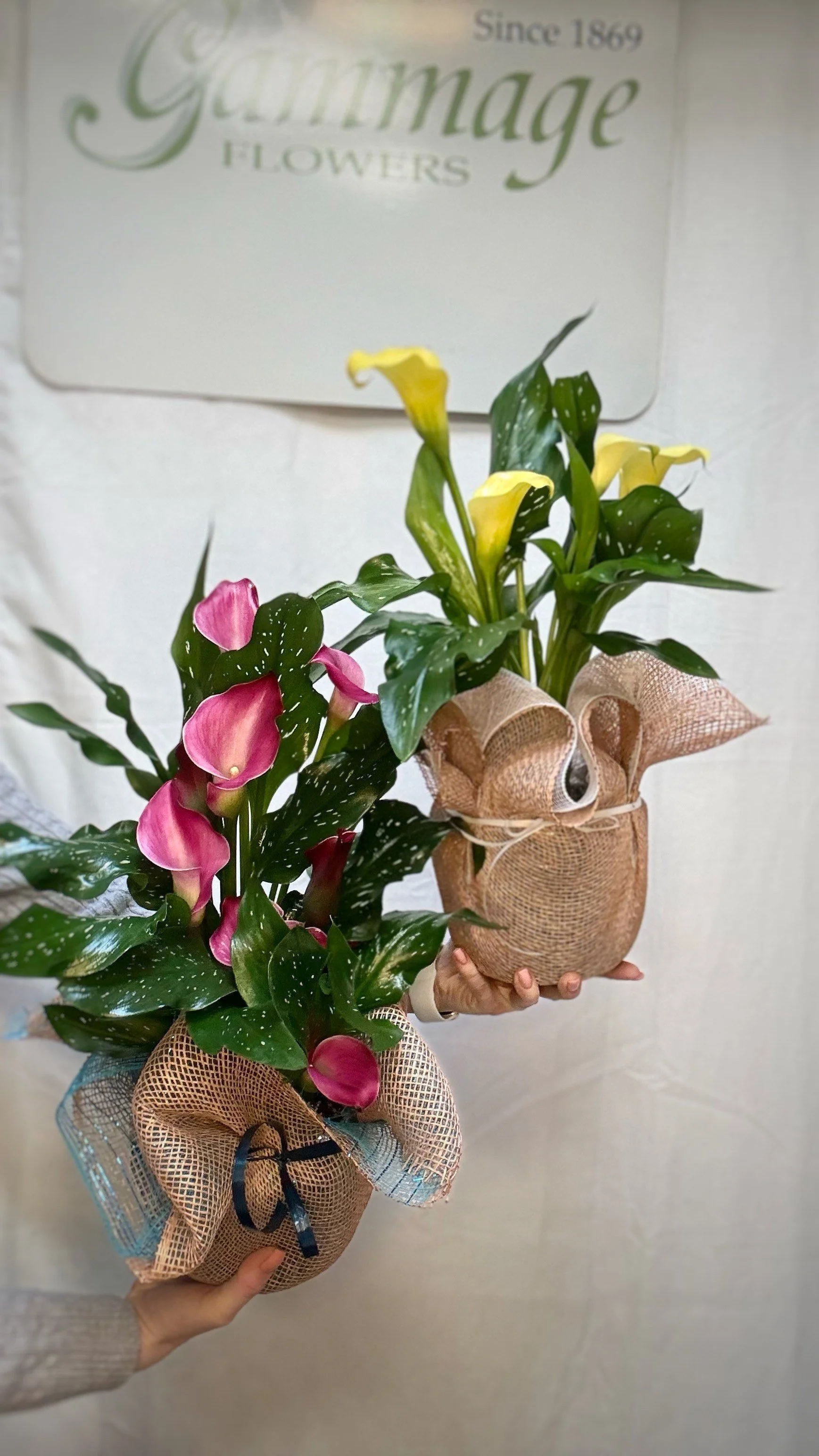 Cala Lilies