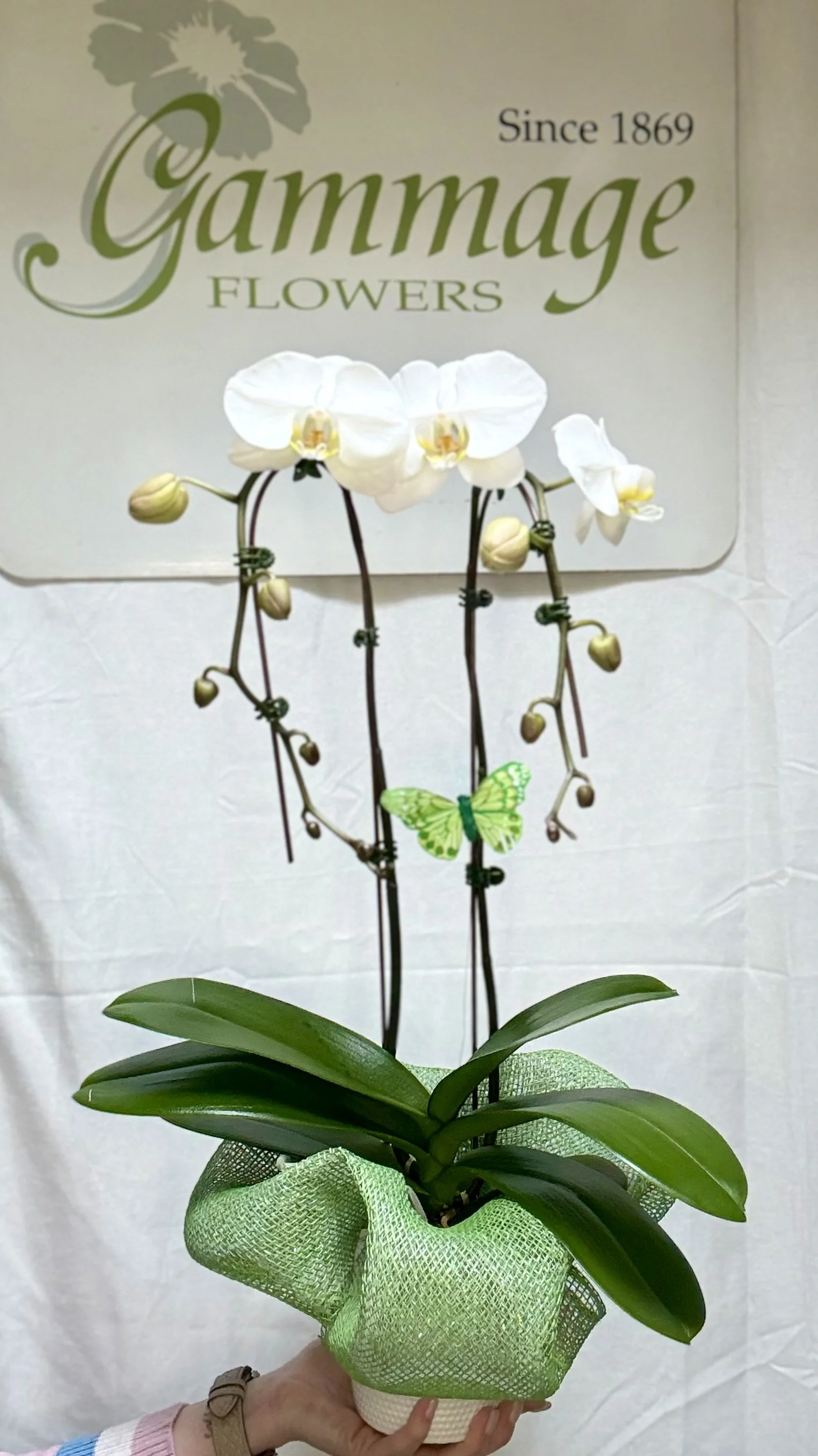Cascading Orchid
