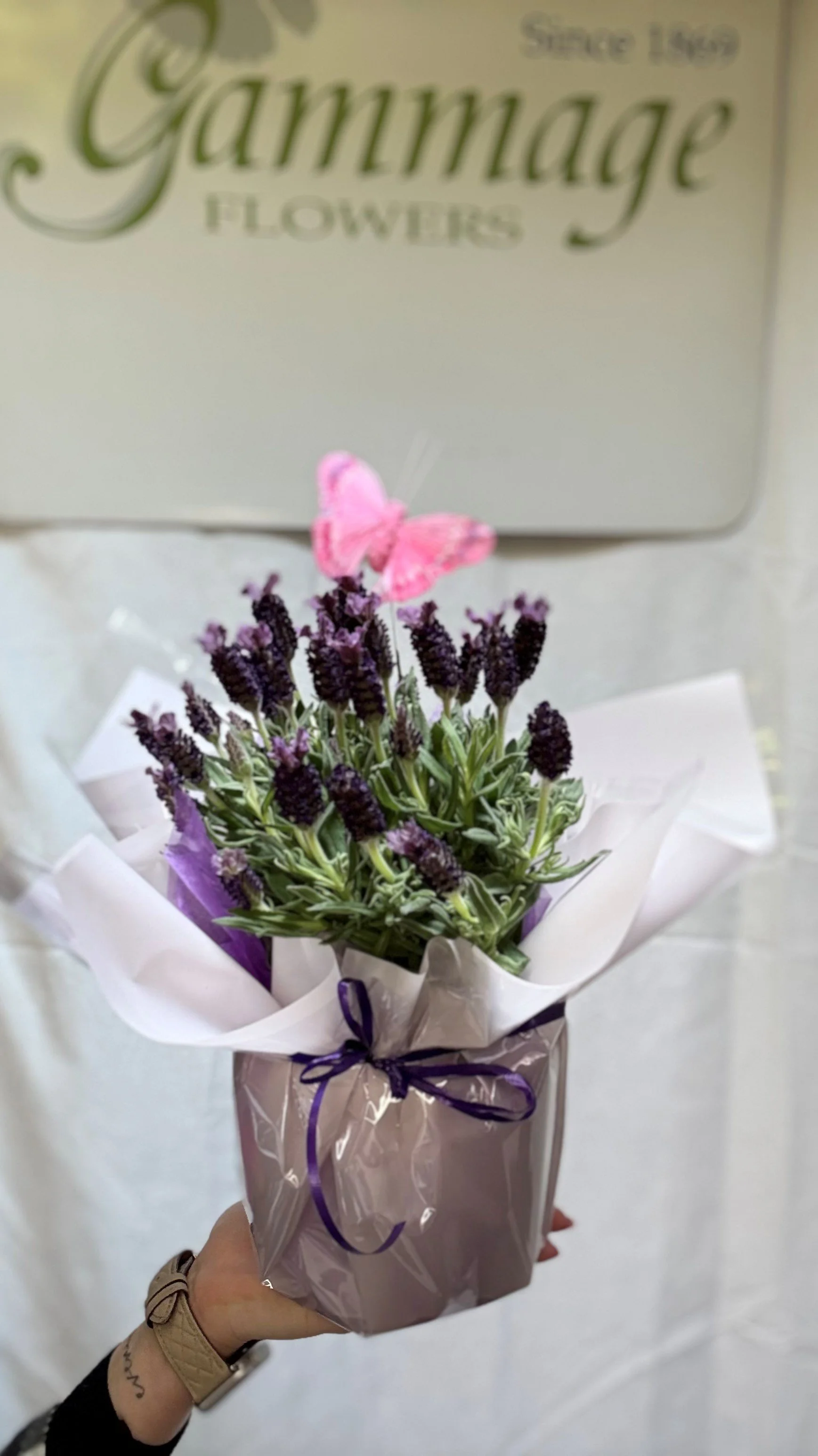 Fragrant Lavender.jpg