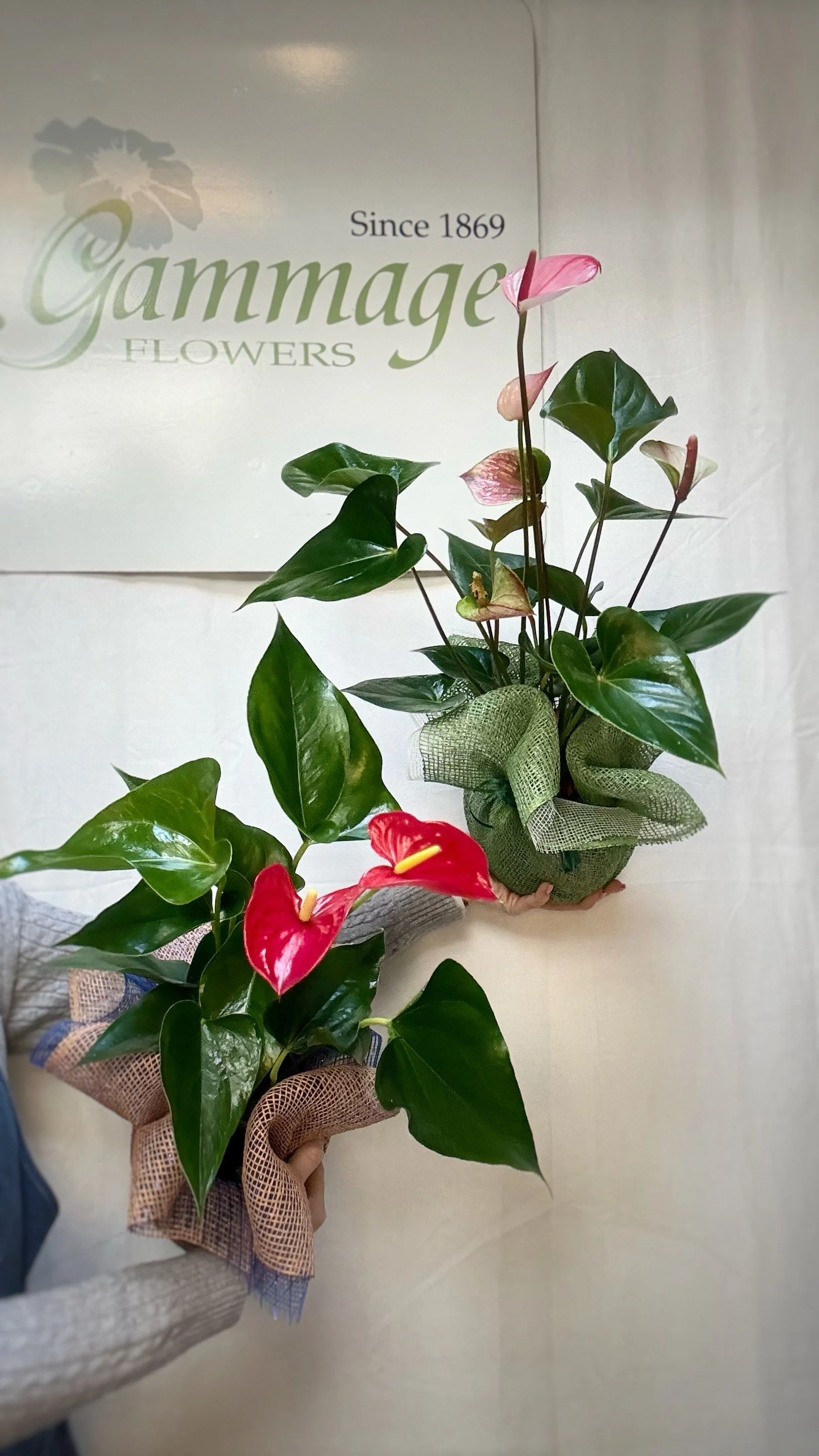 Anthurium Planters