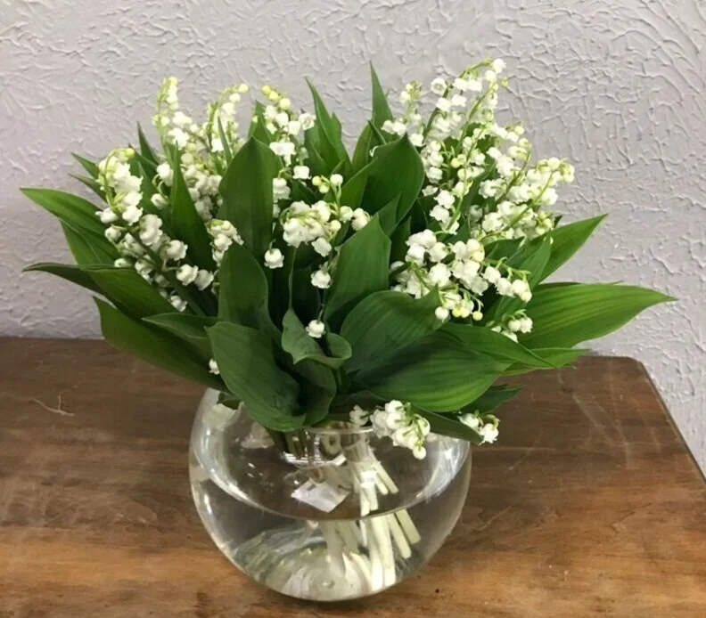 Lily of the Valley