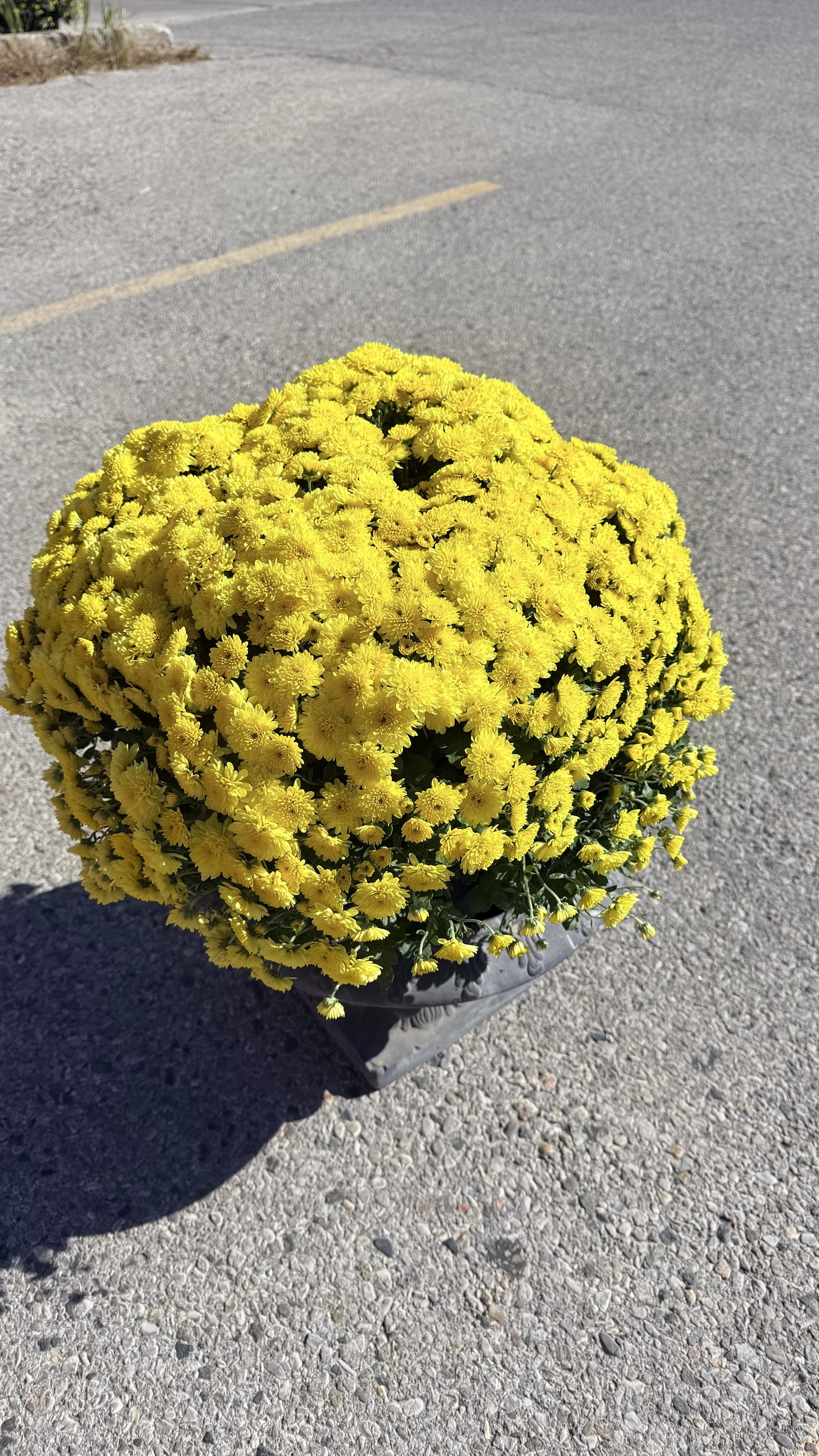 Goldenrod Glow
