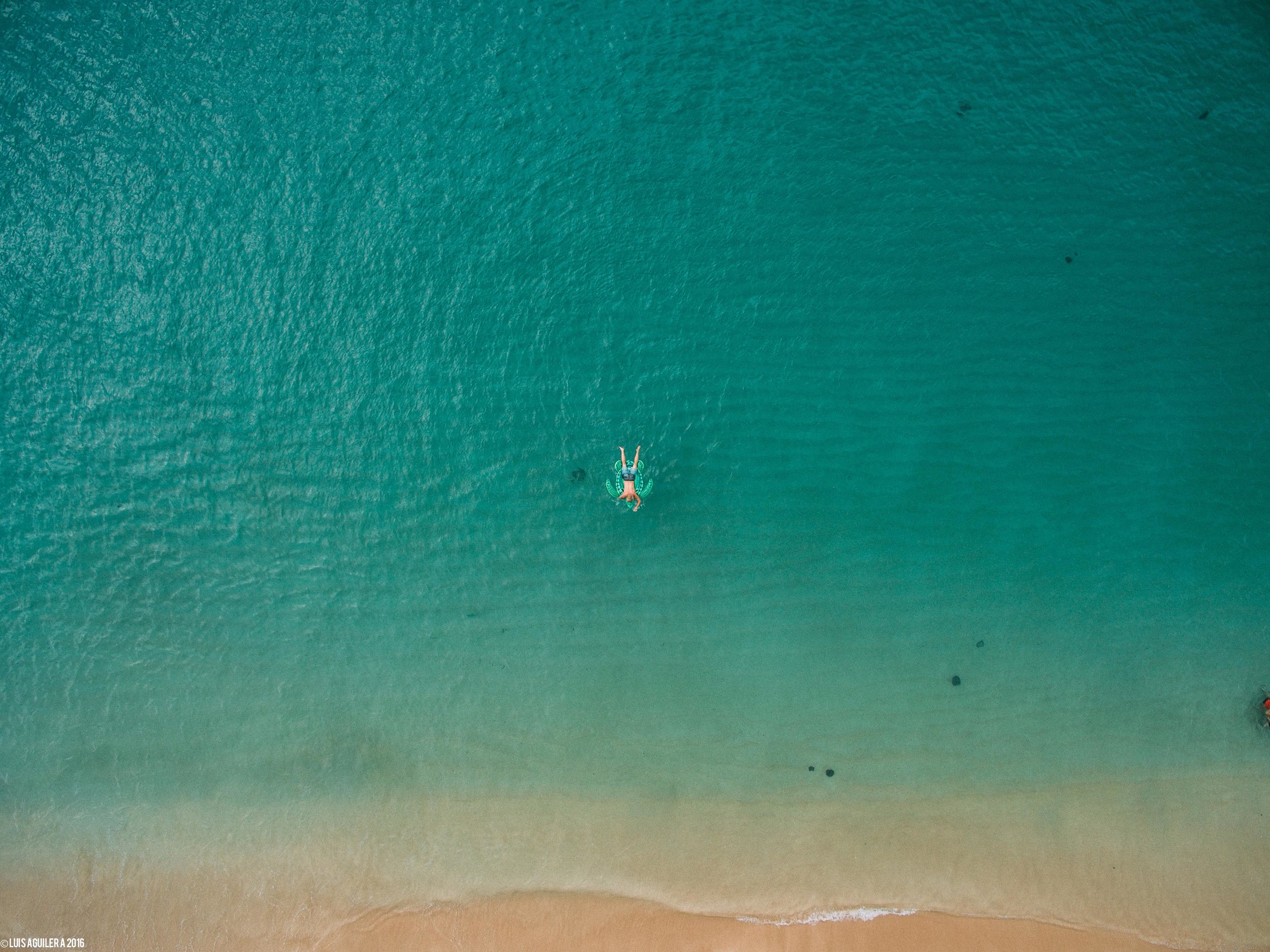 Waimea Beach Turtle