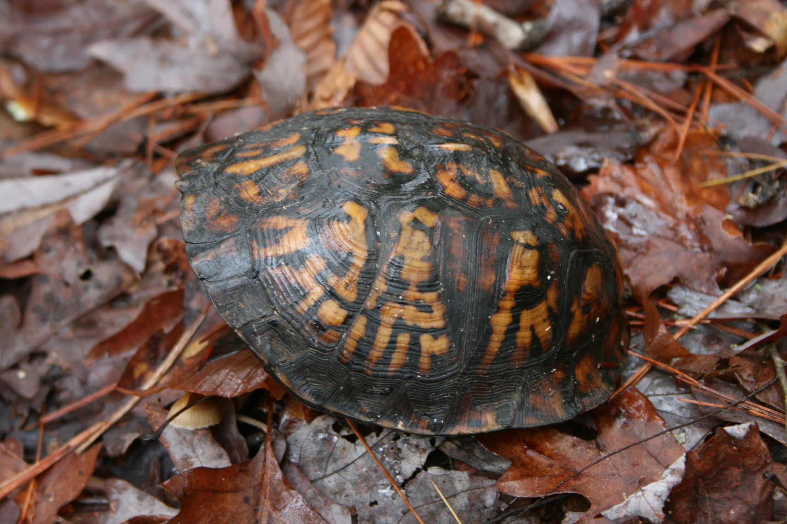 Tiny Home Inner World