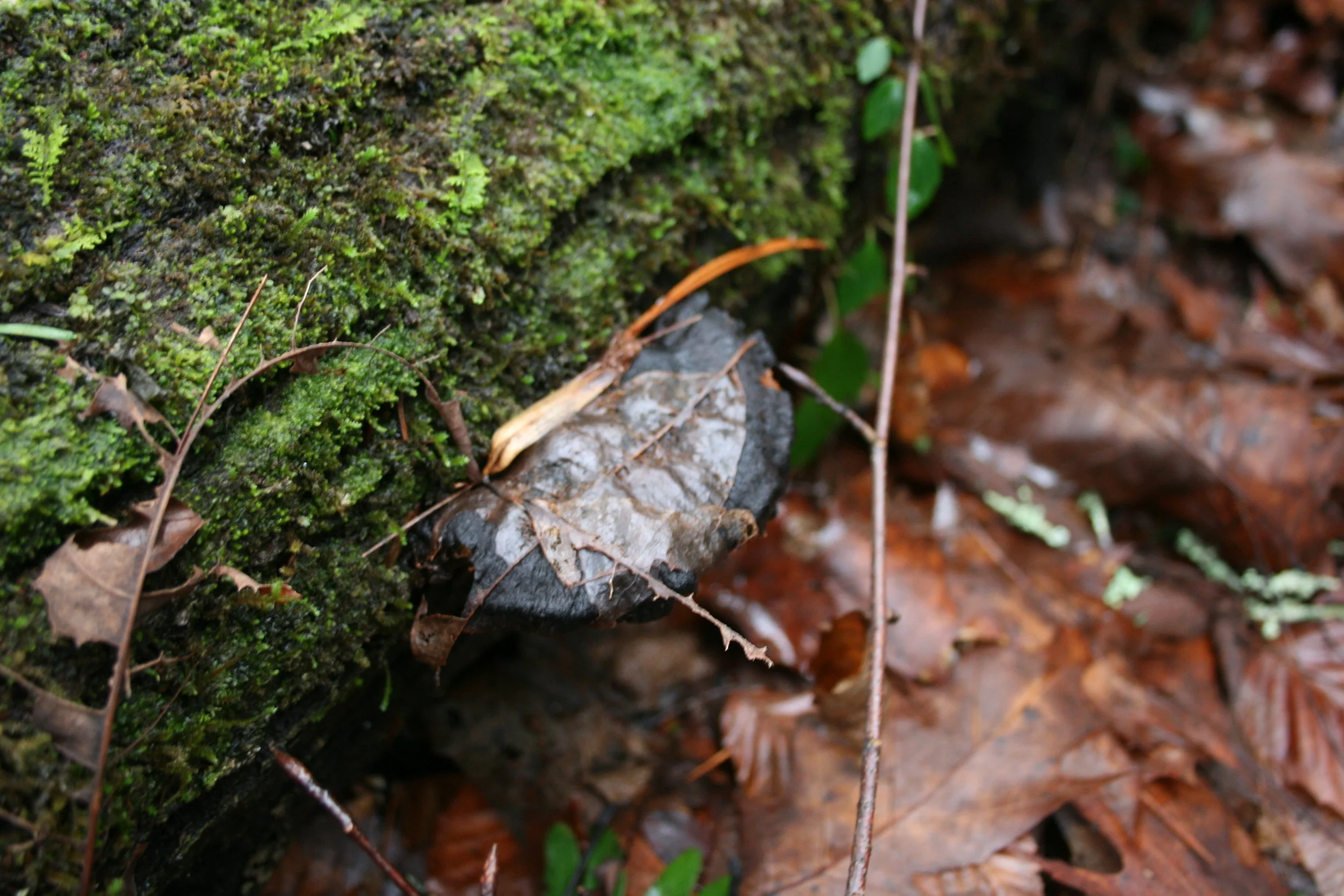 Negative Emotions Poop