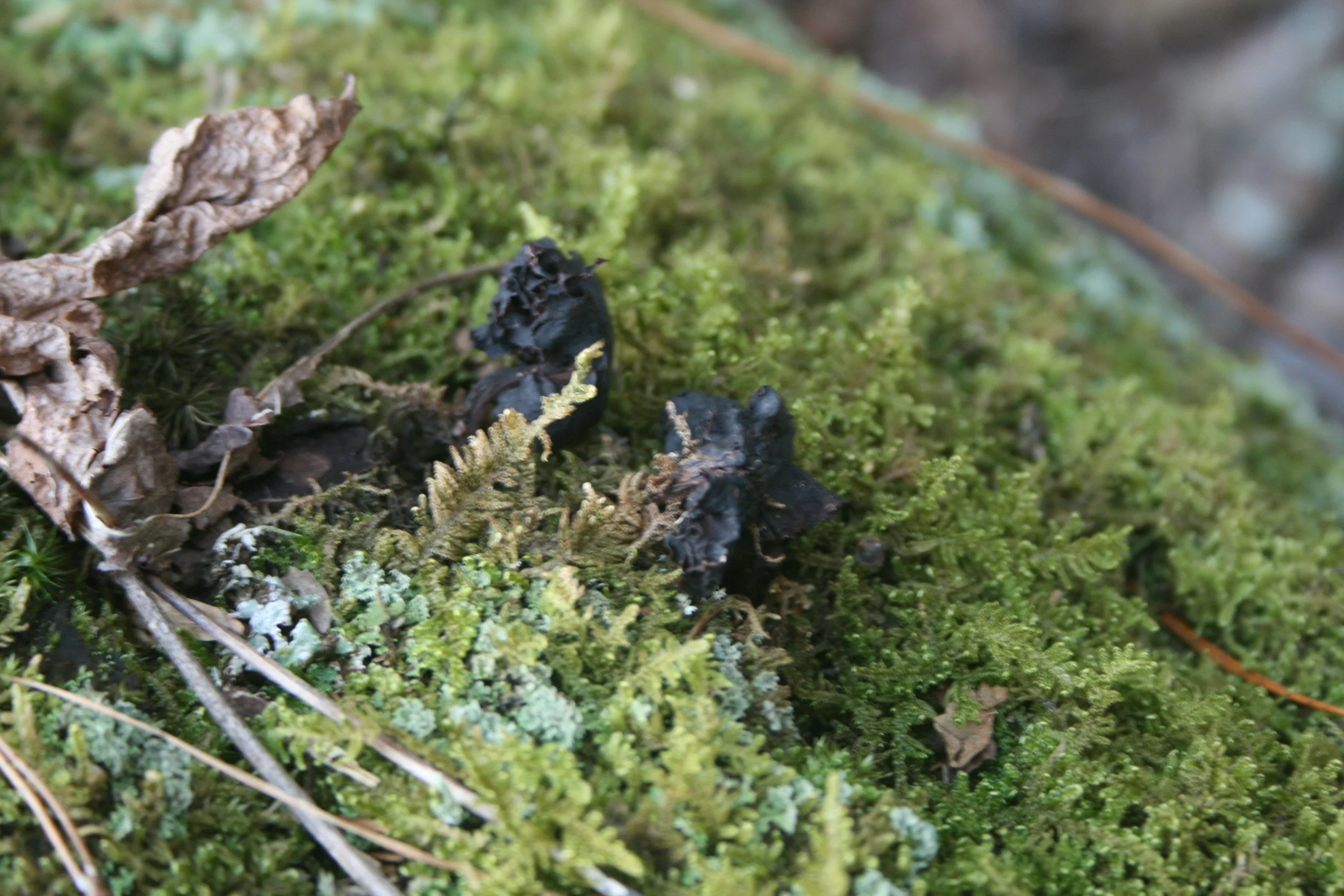 Emotional Muscles Sequel